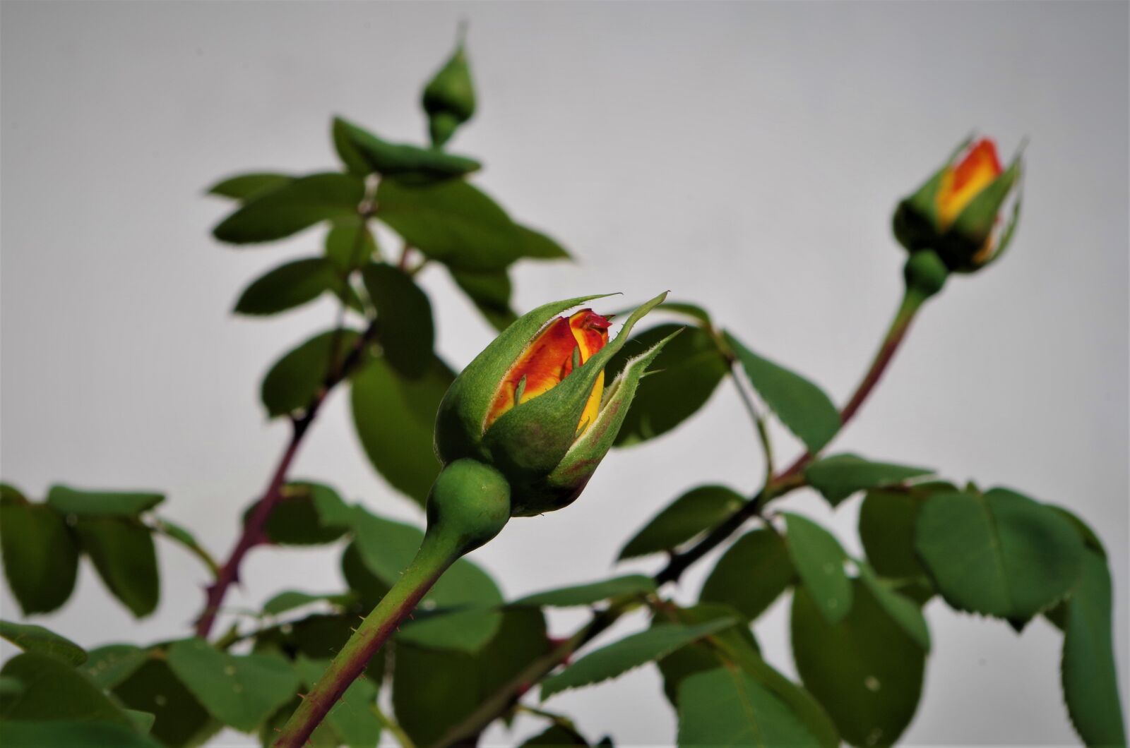 Pentax K-50 sample photo. Rosa, rose, flower photography
