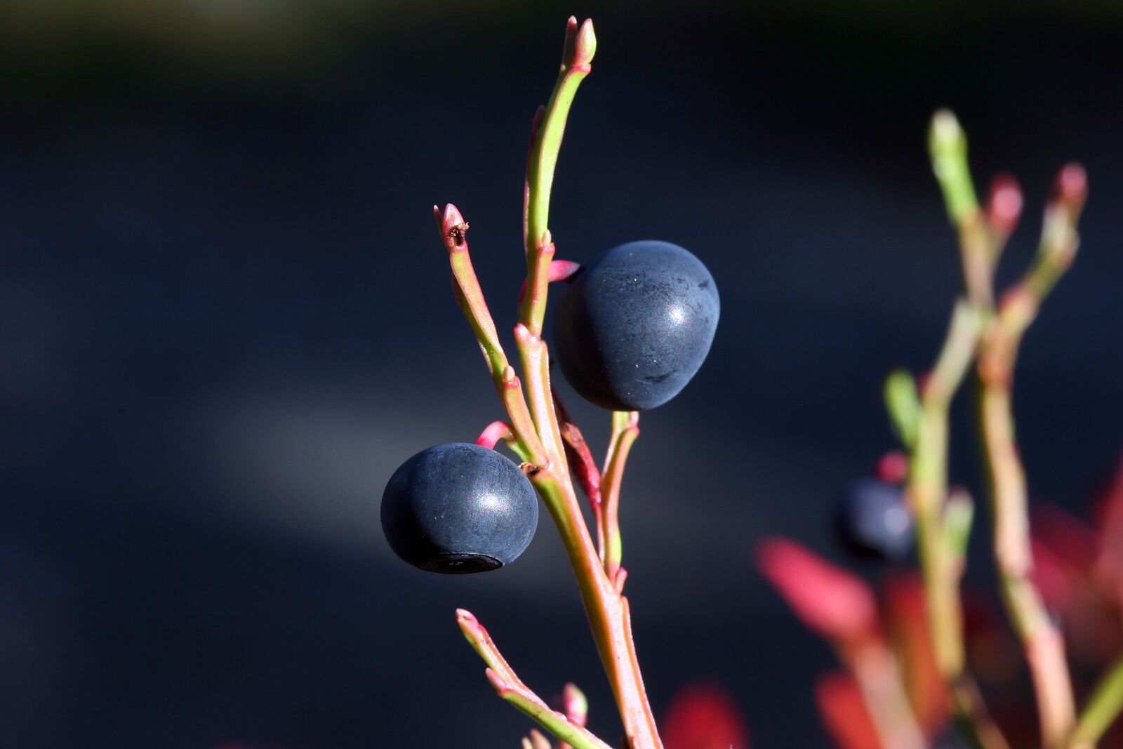 Canon EOS 20D sample photo. The nature of the photography