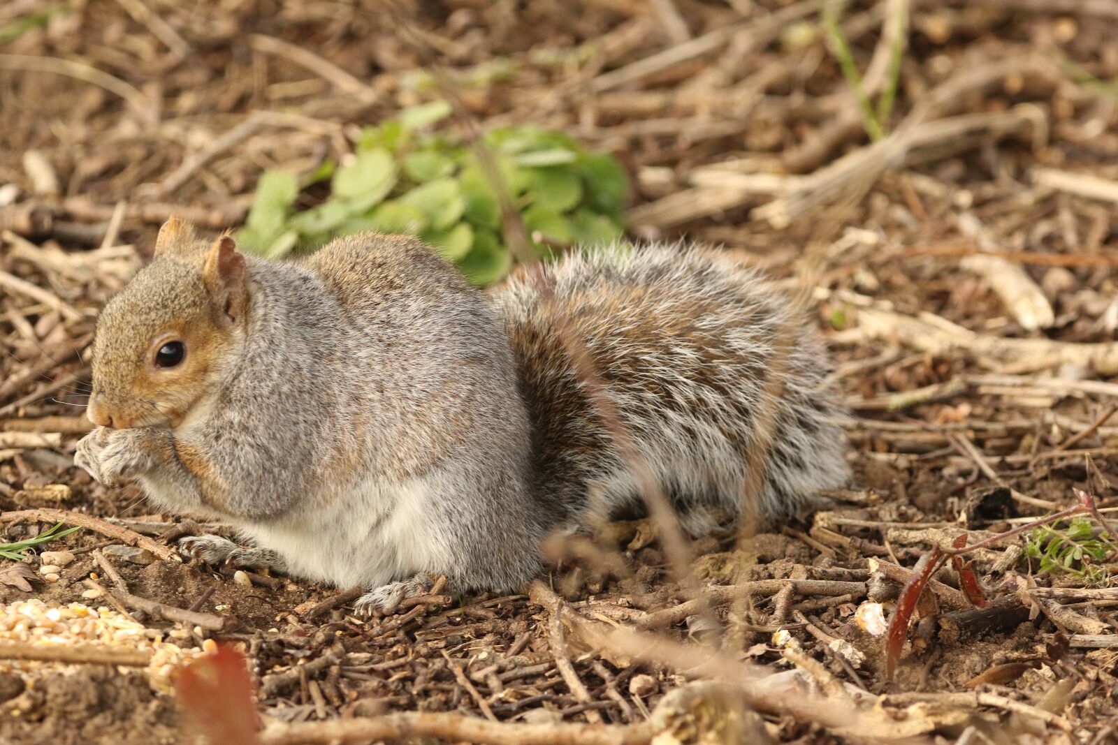 150-600mm F5-6.3 DG OS HSM | Contemporary 015 sample photo. Squirrel, feeding, nature photography