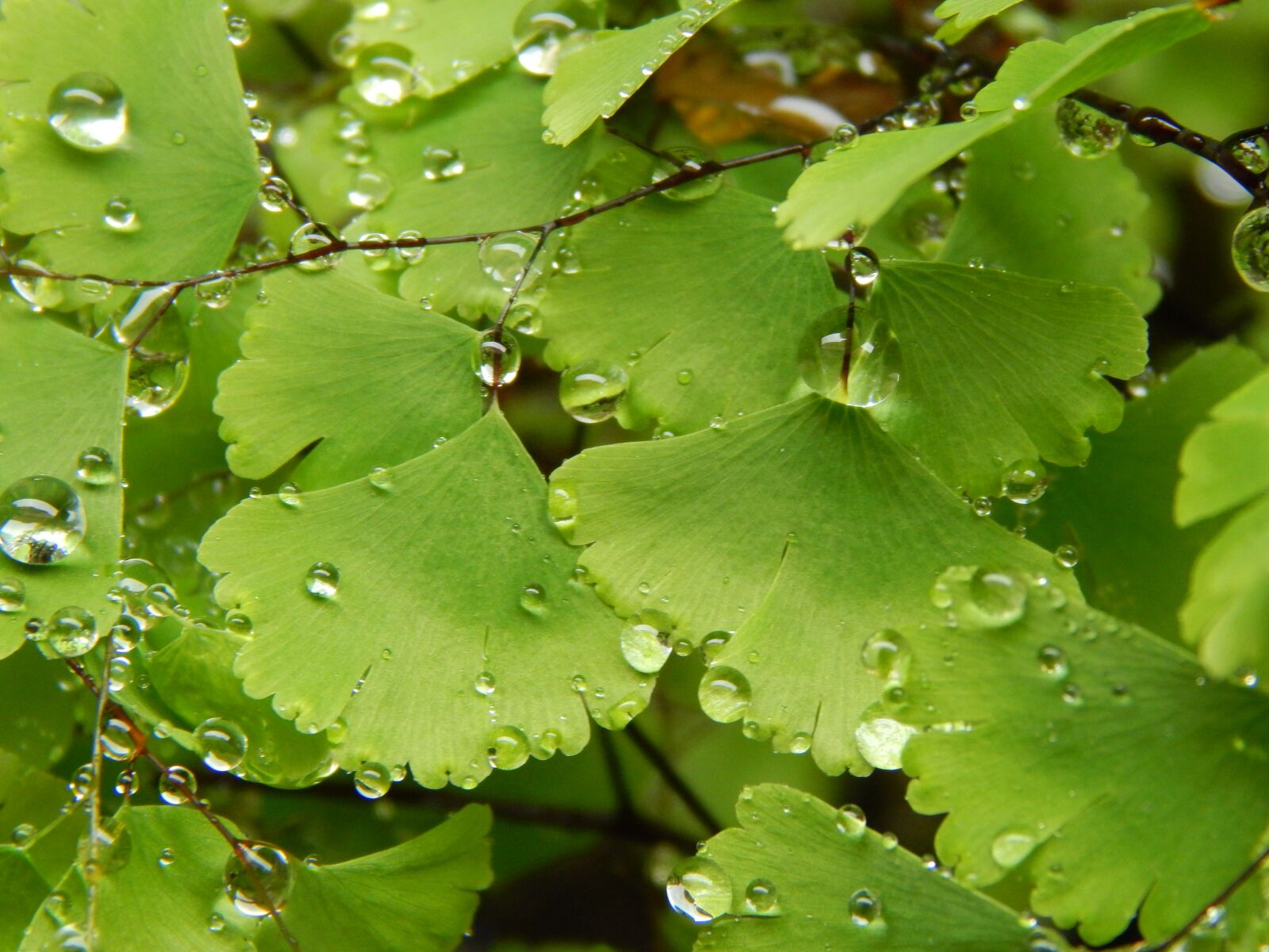 Nikon Coolpix L820 sample photo. Culantrillo, fern, wet photography