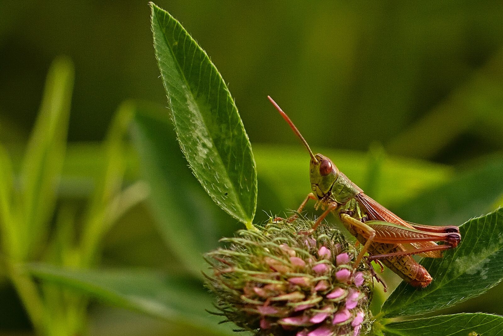 Nikon D5200 sample photo. Insect, grasshopper, locust photography