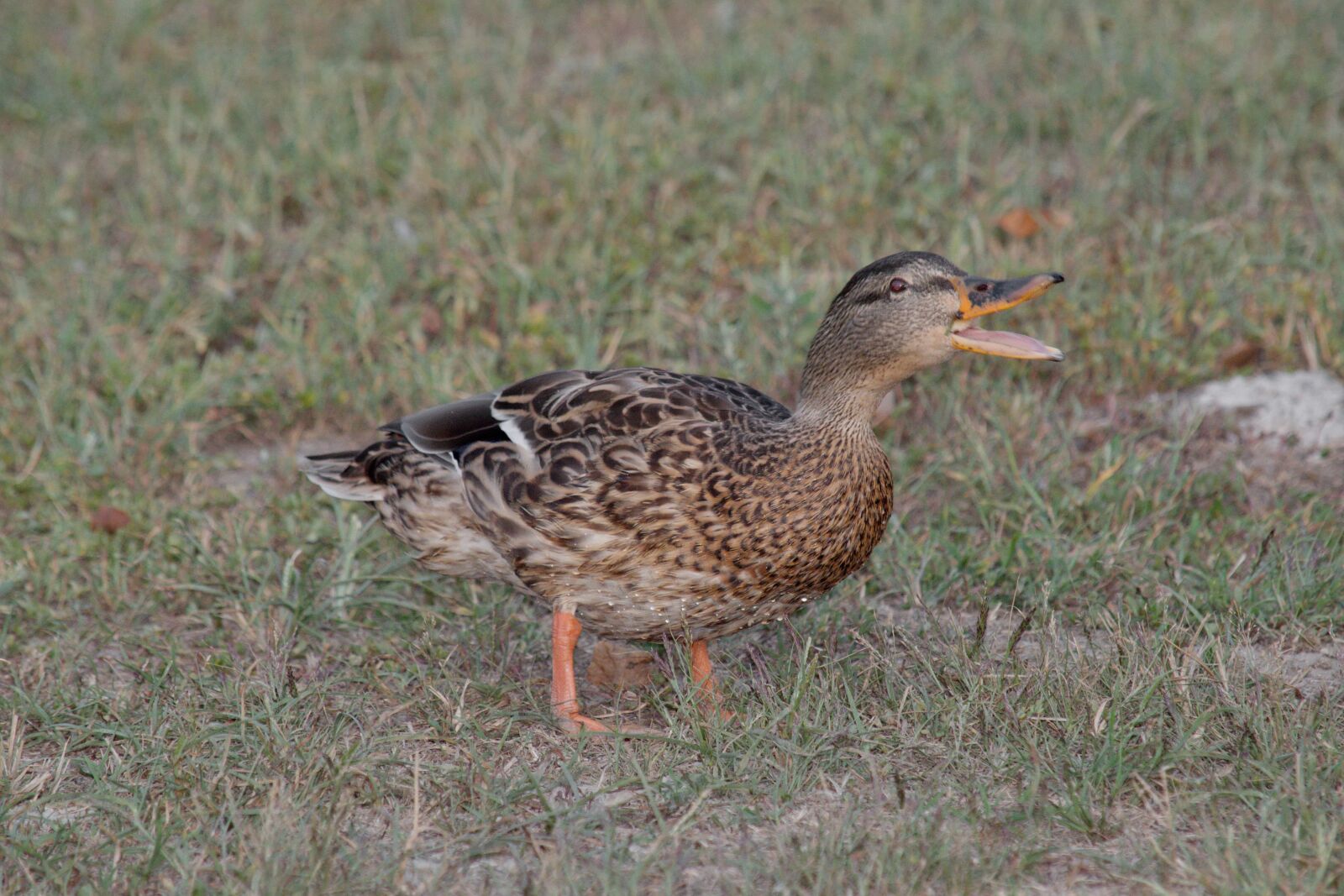 Nikon D5500 sample photo. Grass, mallard, natural habitat photography