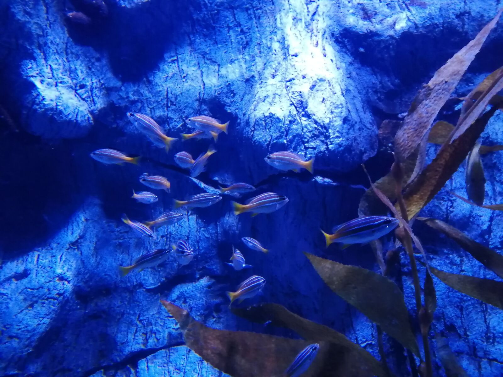 HUAWEI P SMART 2019 sample photo. Fish, ocean, sea photography