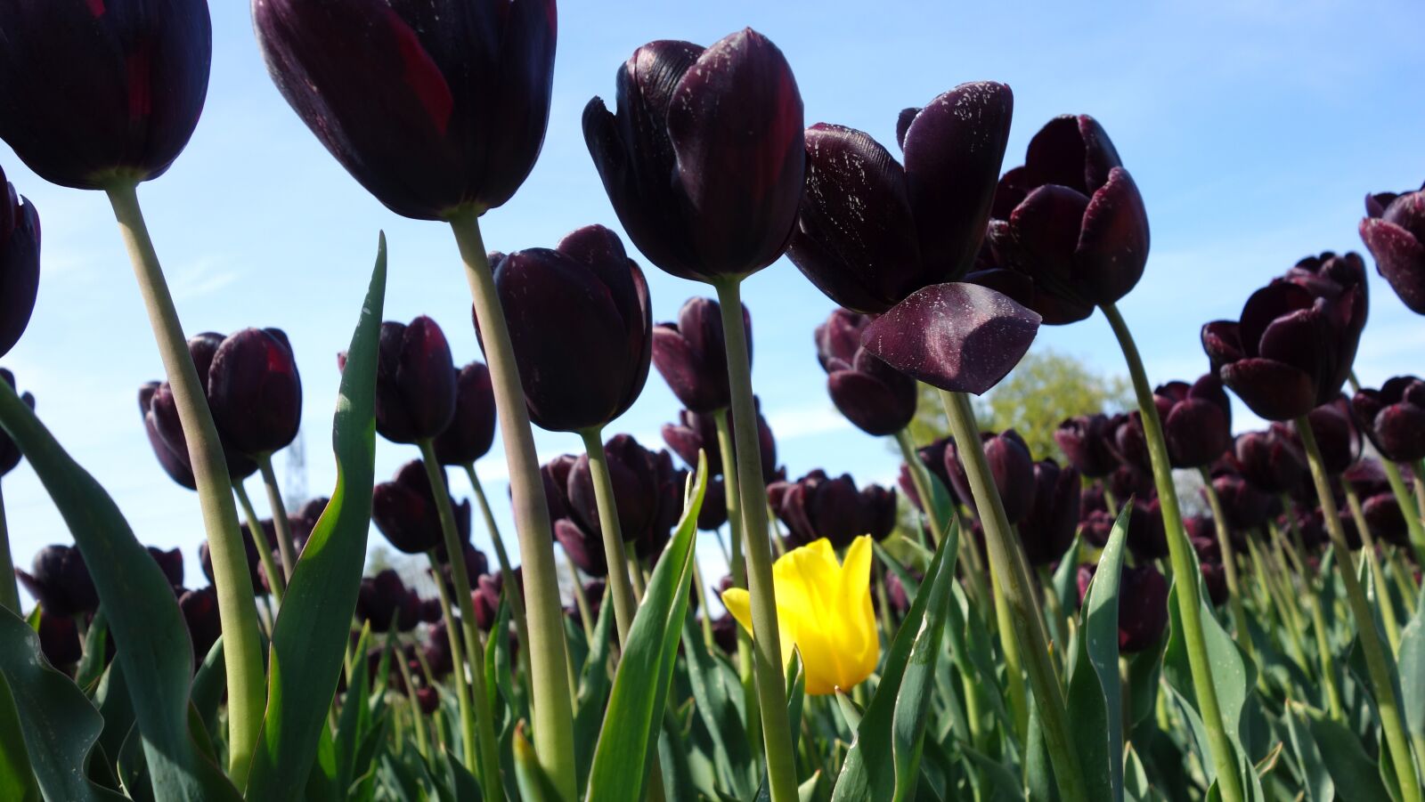 Sony Cyber-shot DSC-RX100 sample photo. Tulips, tulip, bulb photography
