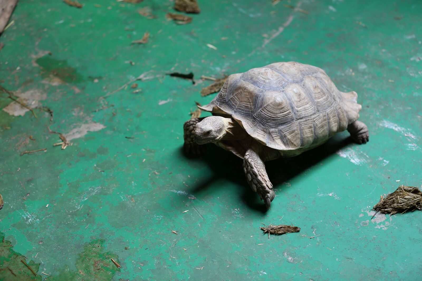 Canon EOS 6D sample photo. Turtle, zoo, animal photography