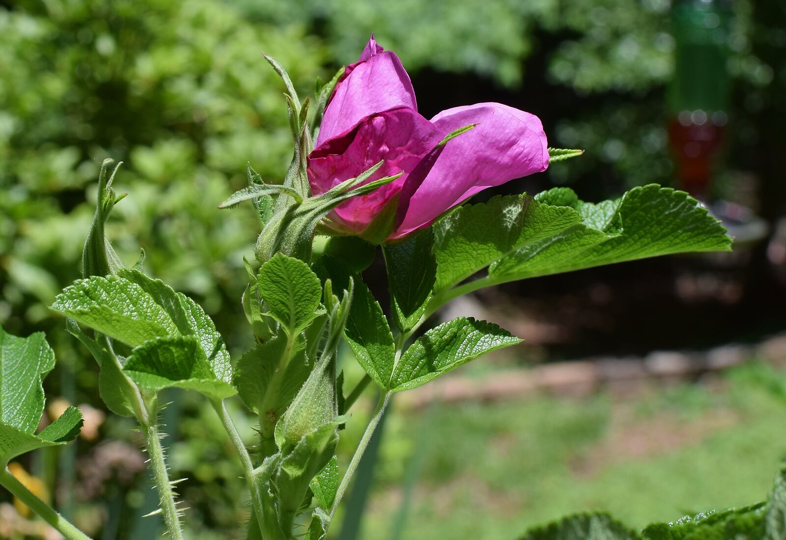Nikon D3300 sample photo. Opening rose, buds, rugosa photography