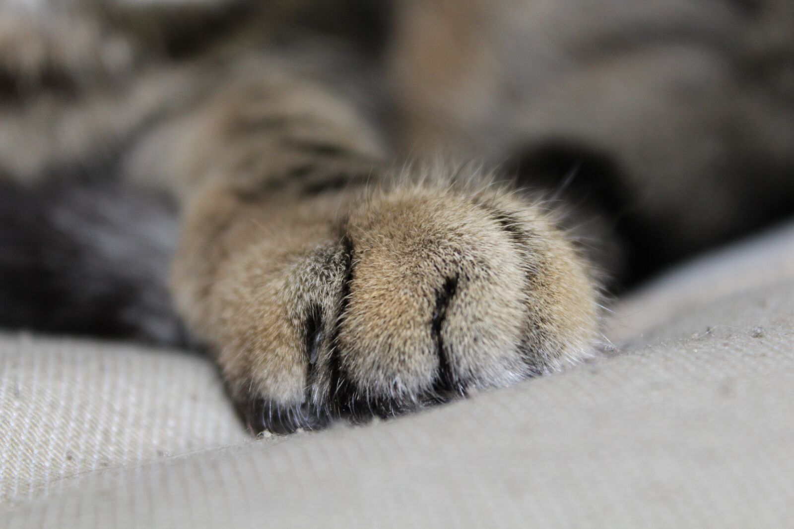 Canon EOS 1300D (EOS Rebel T6 / EOS Kiss X80) sample photo. Cat, paw, paw print photography