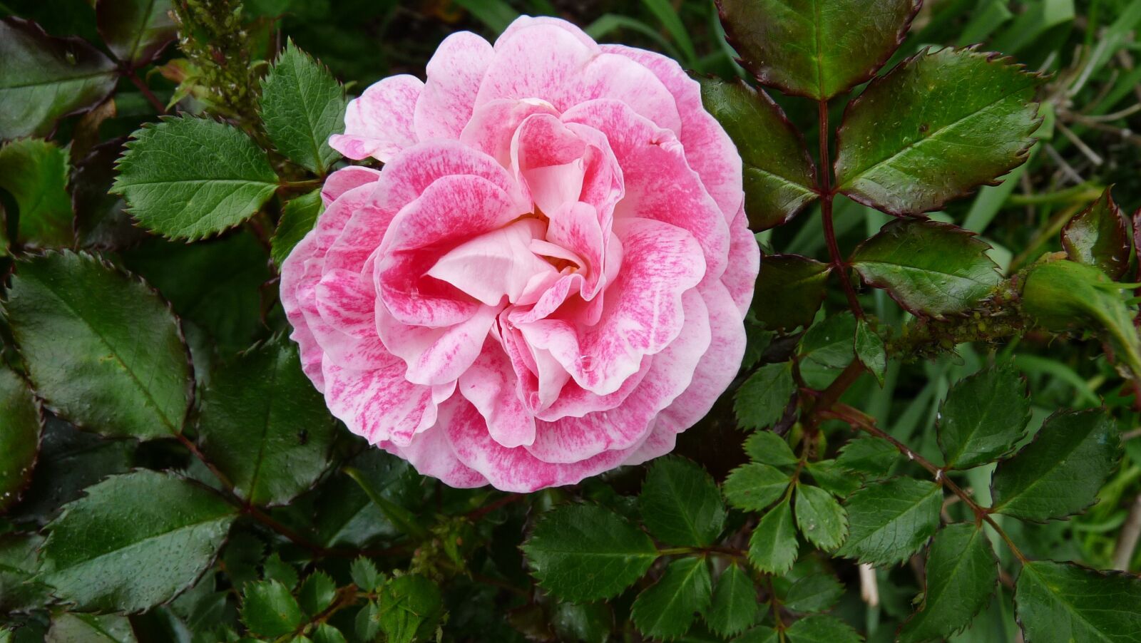 Panasonic Lumix DMC-FZ28 sample photo. Rose, pink, flower photography