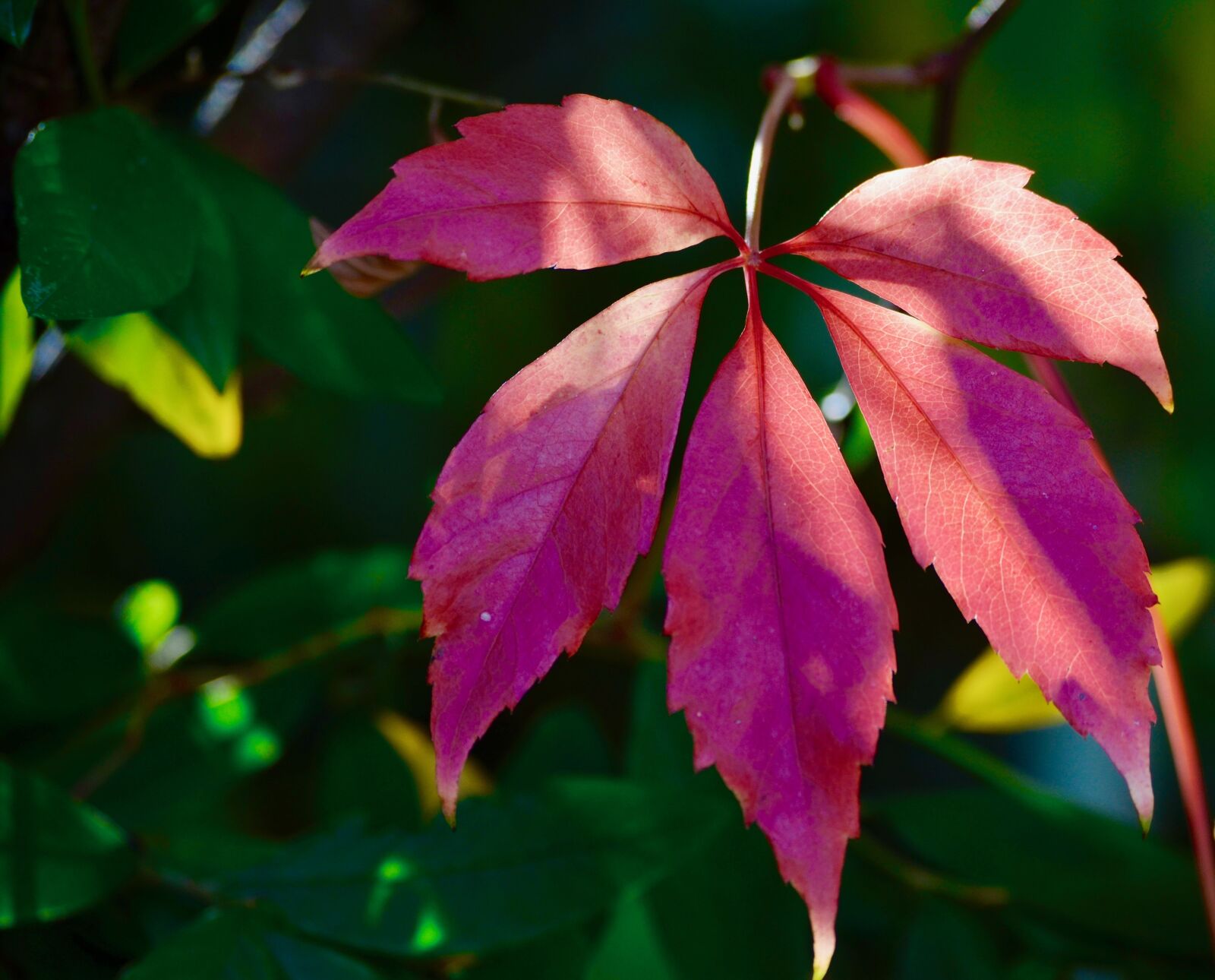 Nikon D5100 sample photo. Fall foliage, colorful, leaves photography
