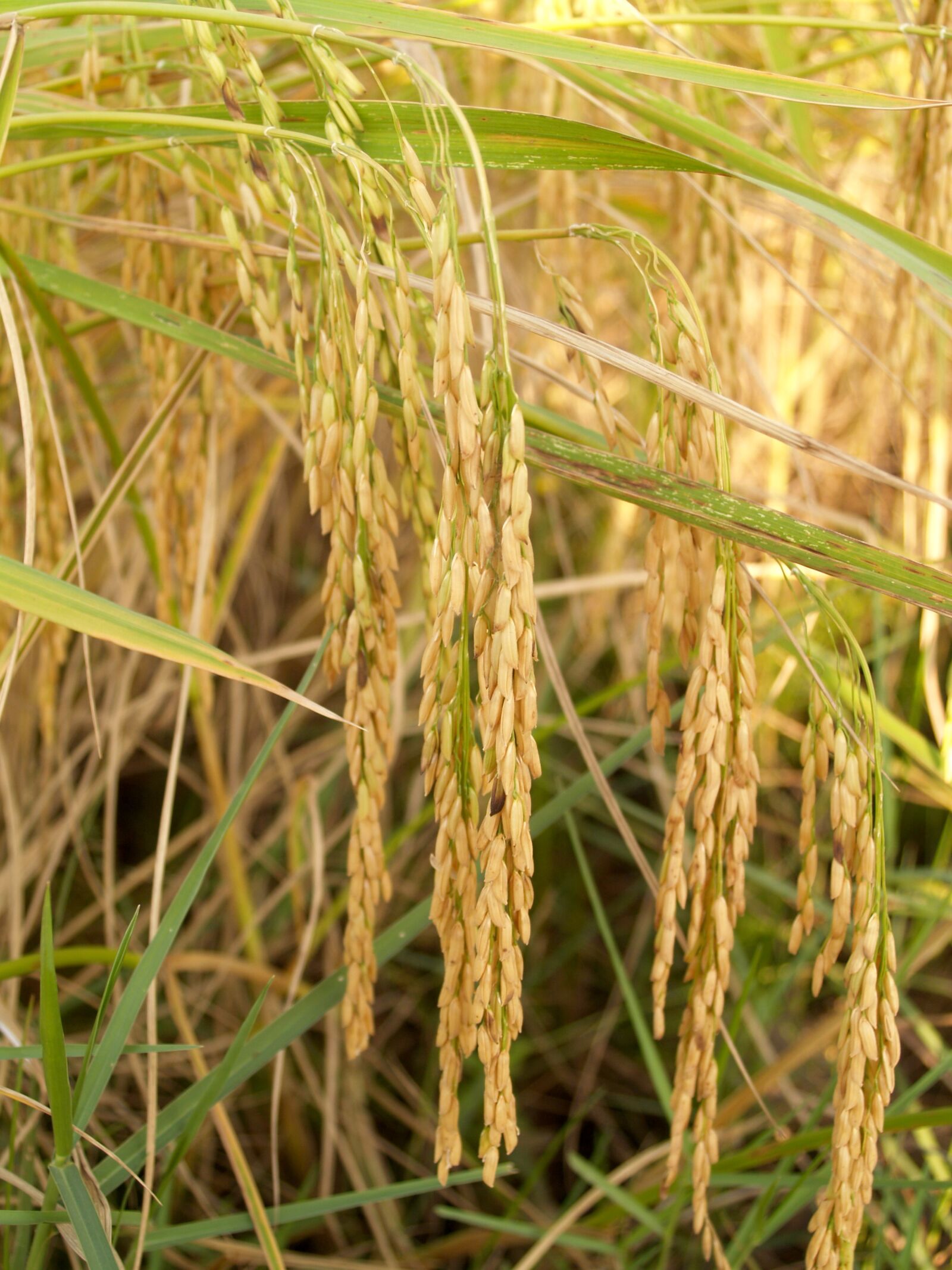 Olympus E-300 (EVOLT E-300) sample photo. Agriculture, asia, autumn photography