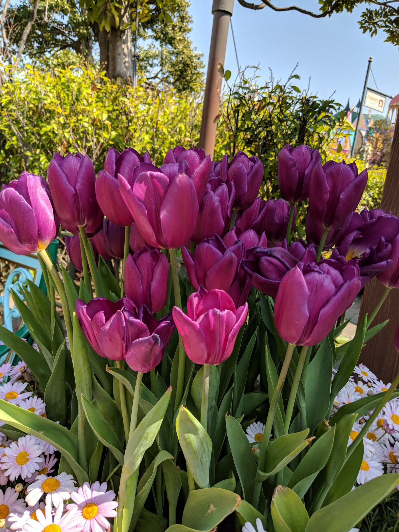 Google Pixel 2 XL sample photo. Flower, tulips, bloom photography