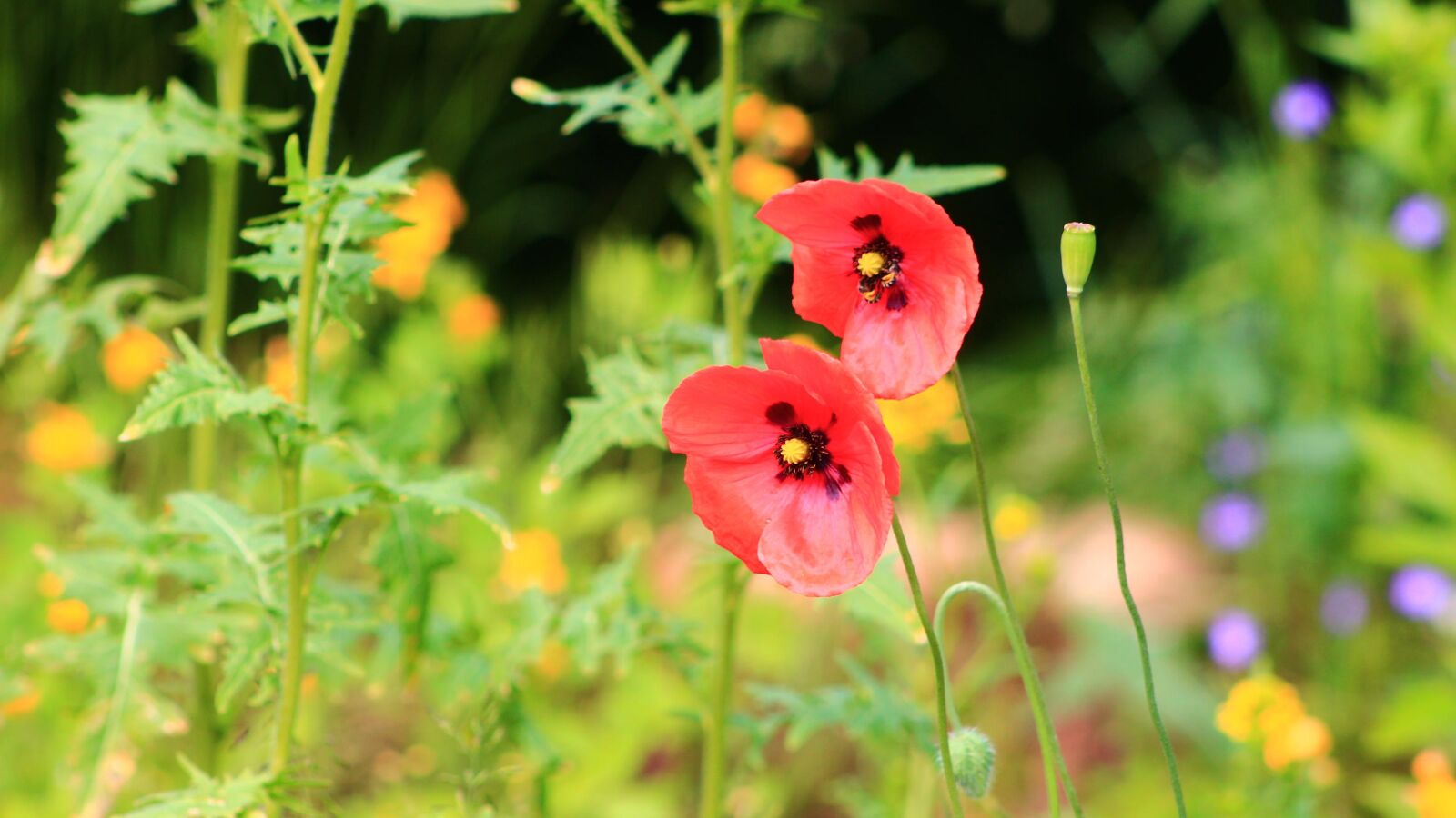 Canon EOS 4000D (EOS Rebel T100 / EOS 3000D) sample photo. Nature, plants, poppies photography
