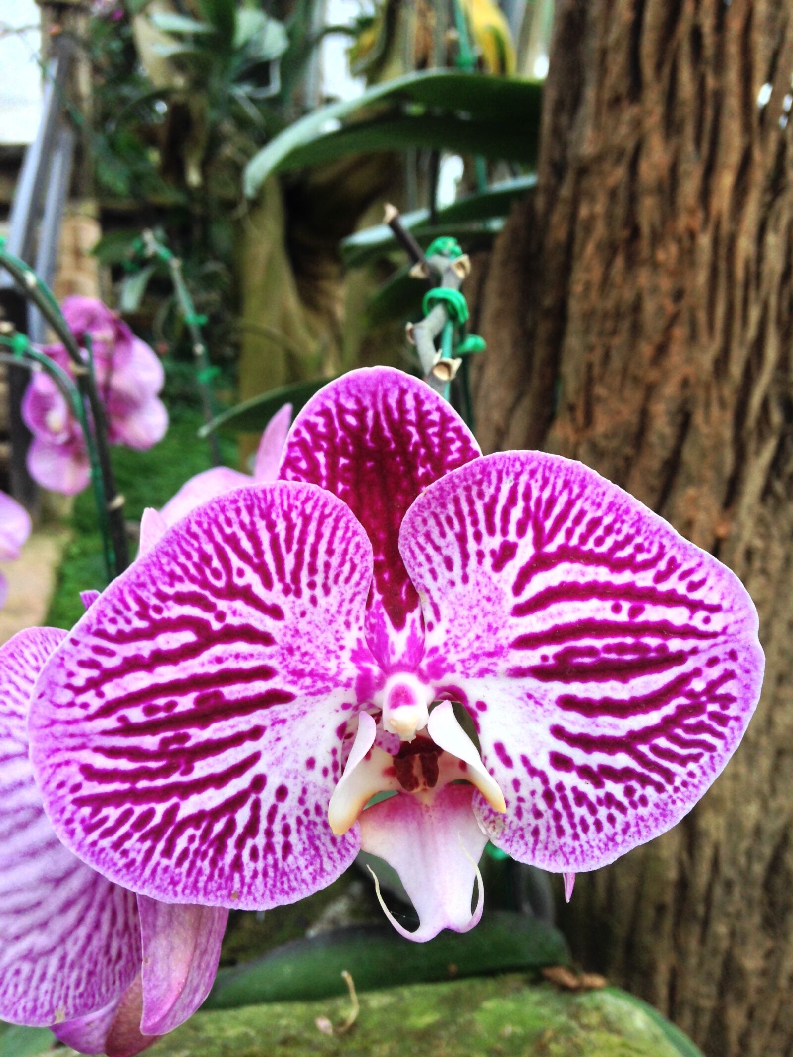 iPhone 5c back camera 4.12mm f/2.4 sample photo. Flower, floral, blossom photography