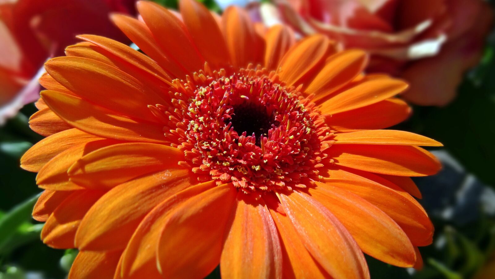 Sony Cyber-shot DSC-HX50V sample photo. Gerbera, flower, orange photography