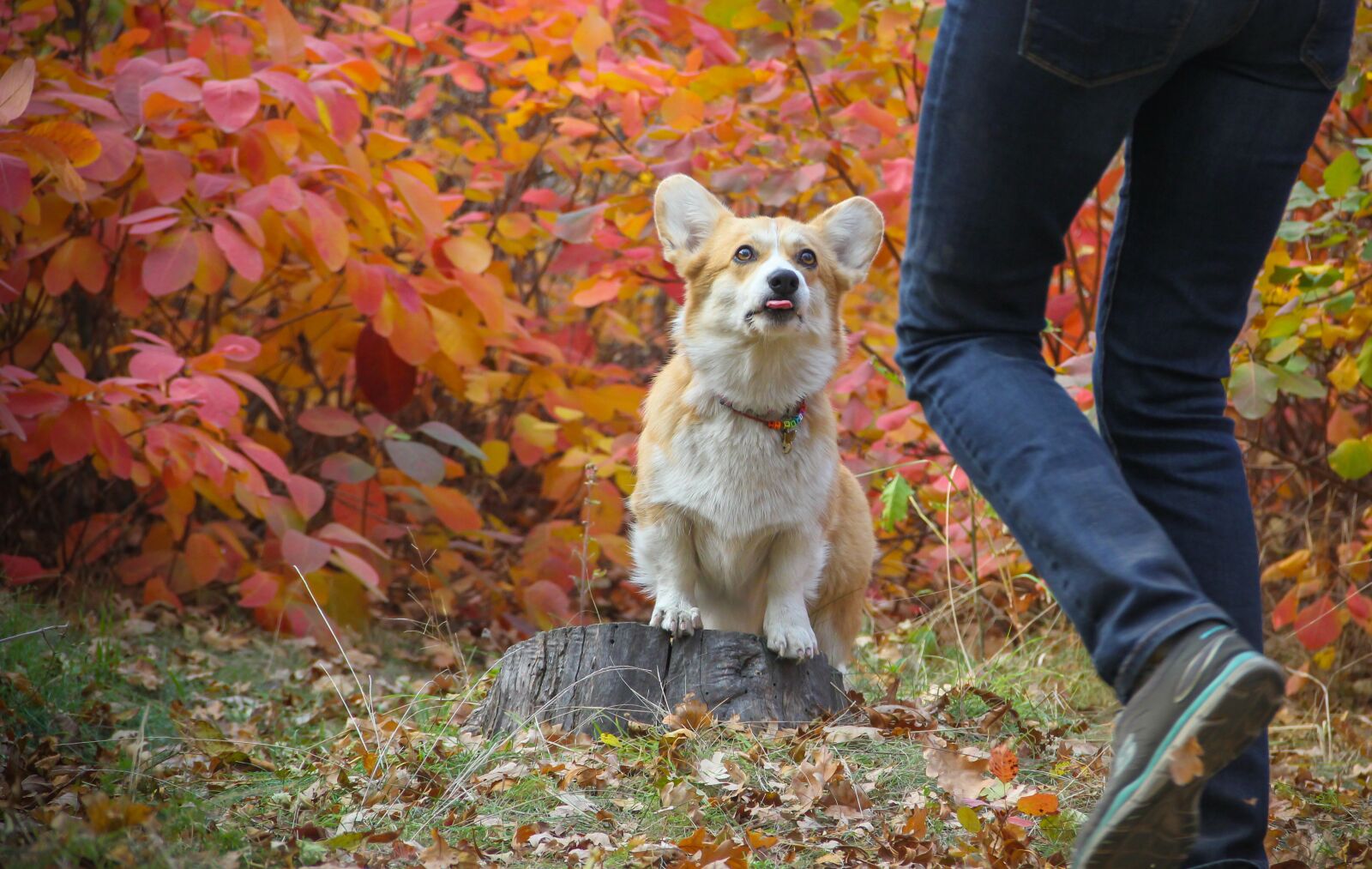 Canon EOS 550D (EOS Rebel T2i / EOS Kiss X4) sample photo. Corgi, dog, autumn leaves photography