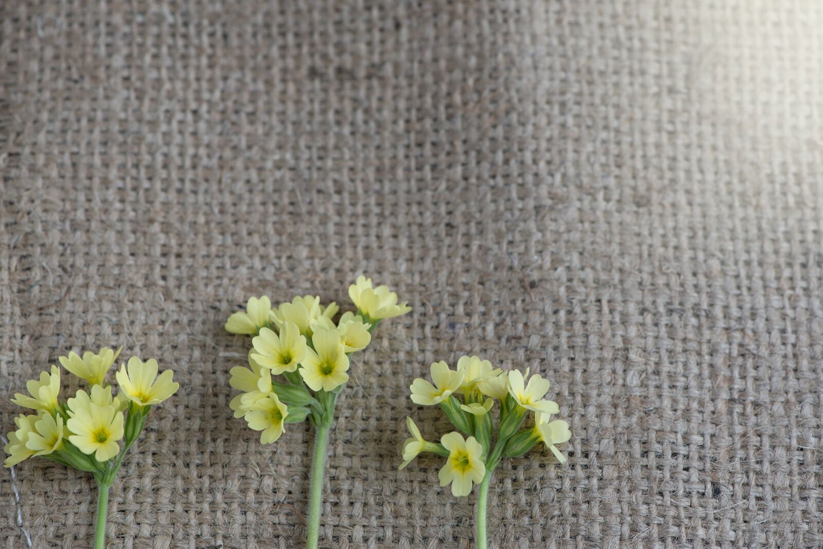 Nikon D750 sample photo. Cowslip, flower, yellow flower photography
