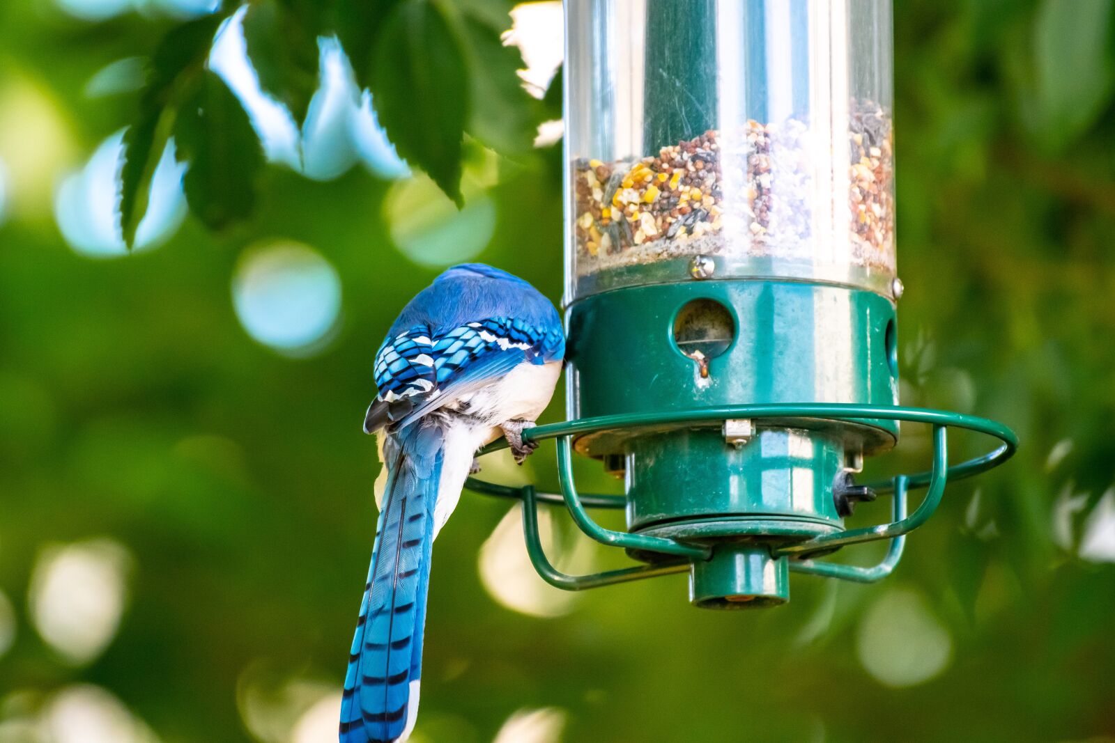 Nikon D500 sample photo. Bird feeder, bird, birdwatching photography