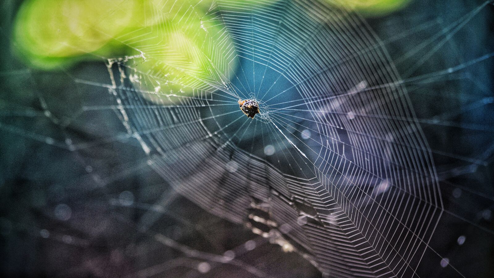 Nikon D5100 sample photo. Spider, net, insect photography