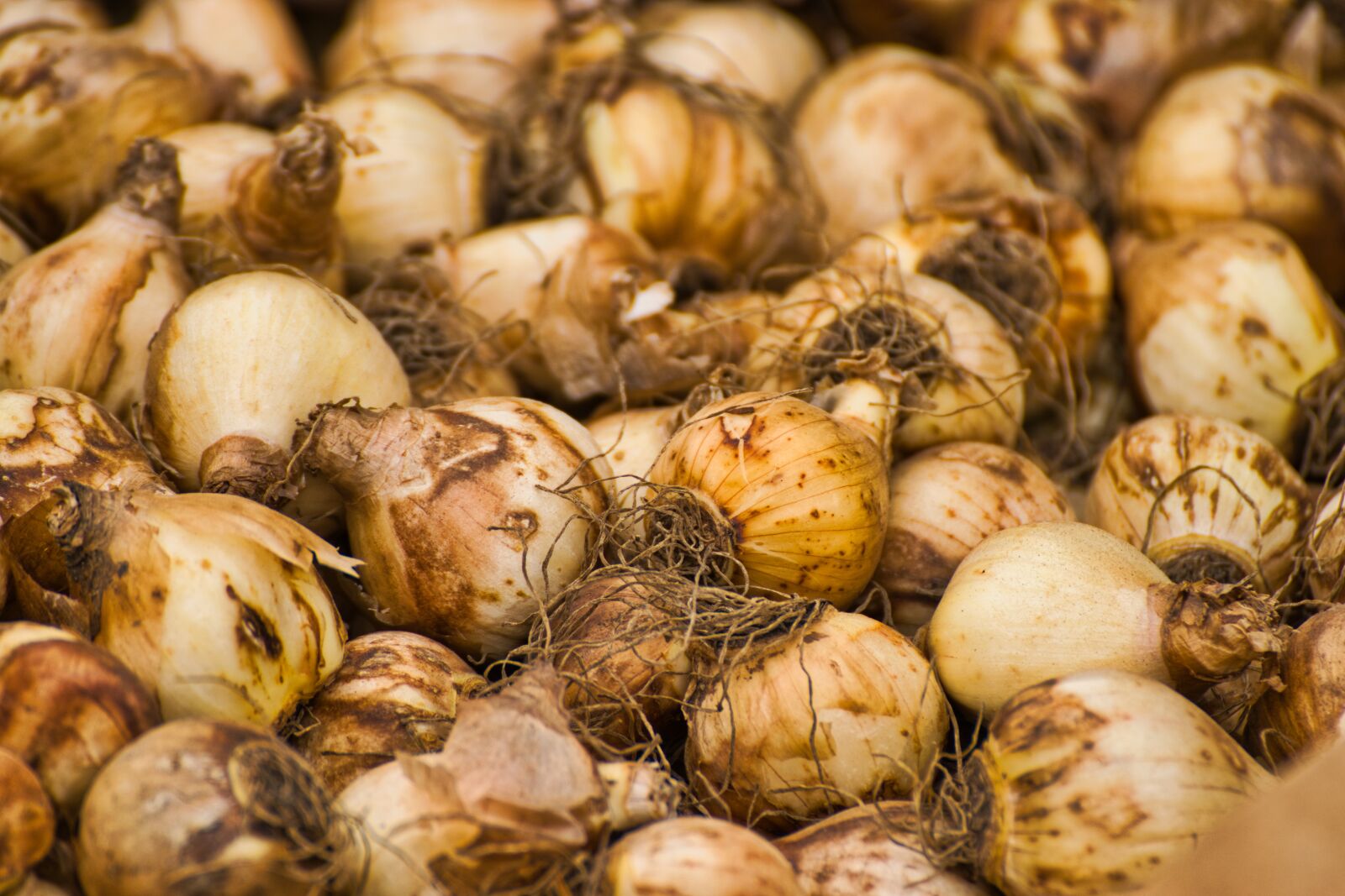 Nikon D5300 sample photo. Tulip bulbs, tulips, plant photography