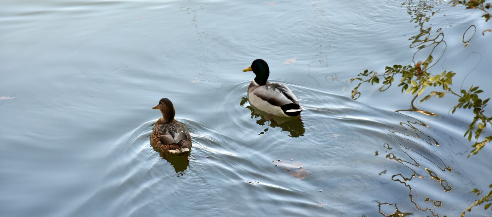 Nikon D7200 sample photo. Ducks, autumn, nature photography