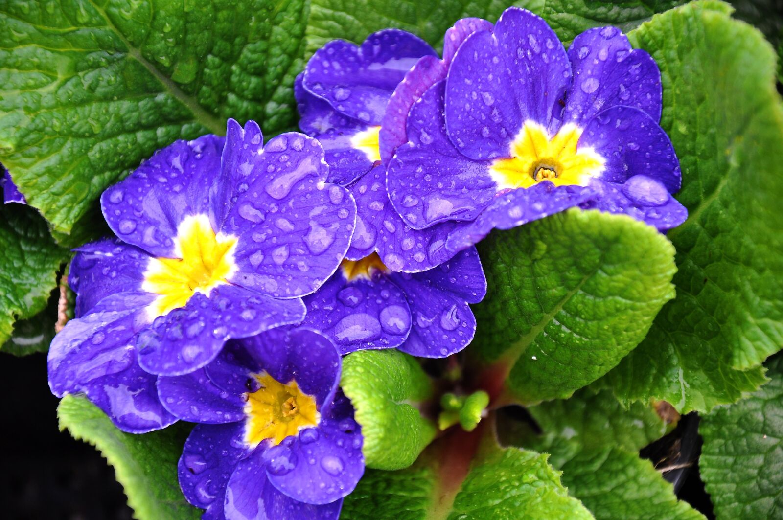 Nikon D90 sample photo. Primula, spring, spring flower photography