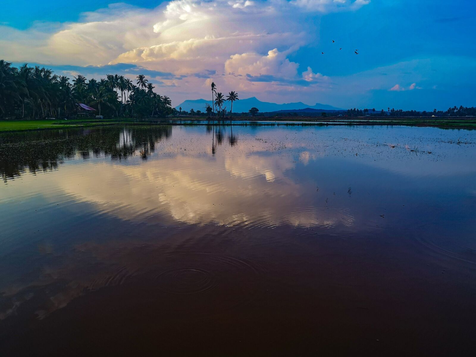HUAWEI CLT-L29 sample photo. Kedah, malaysia, paddy field photography