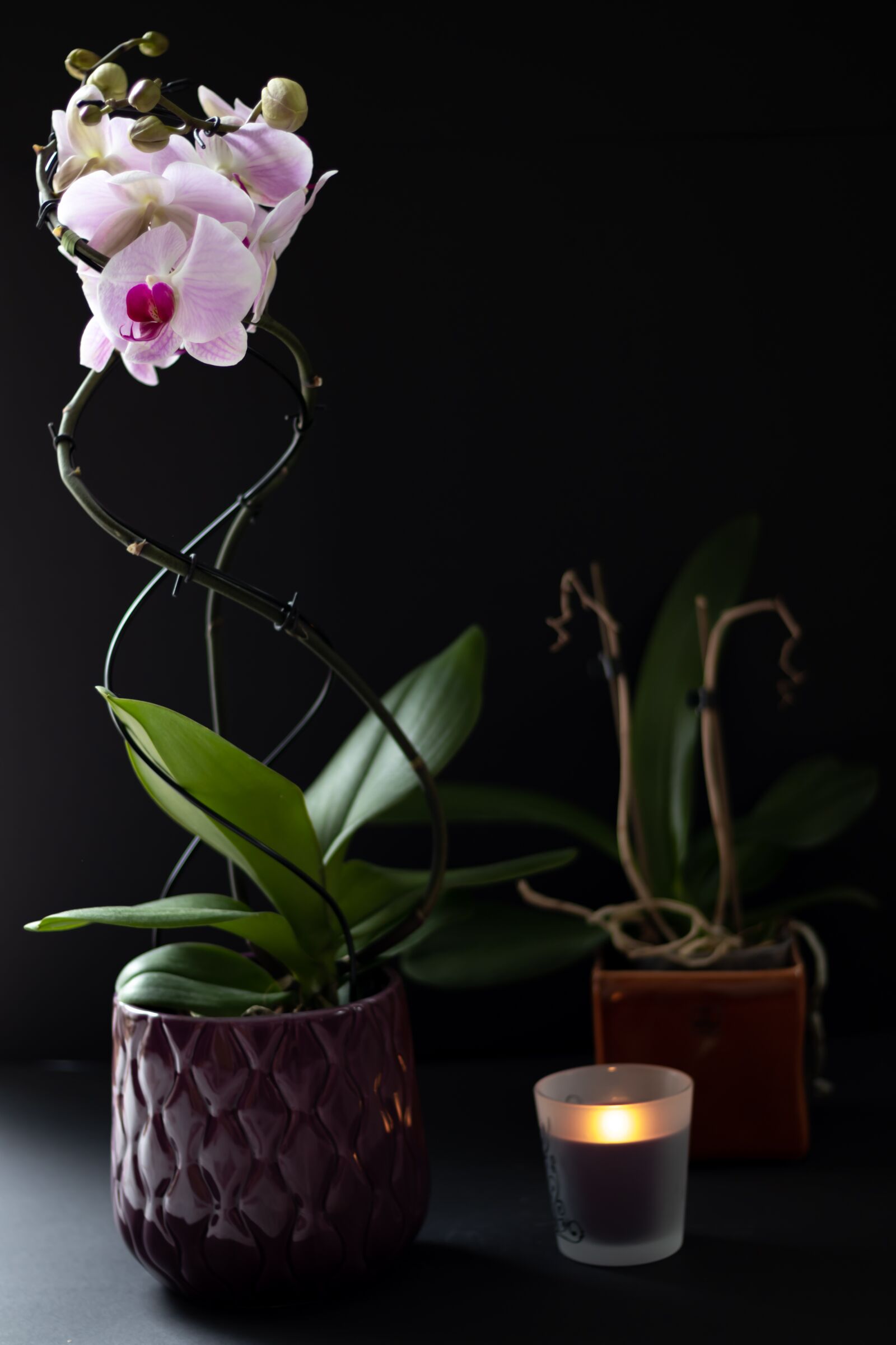 Canon EOS 250D (EOS Rebel SL3 / EOS Kiss X10 / EOS 200D II) + Canon EF 50mm F1.8 STM sample photo. Orchid, flower motif, candle photography