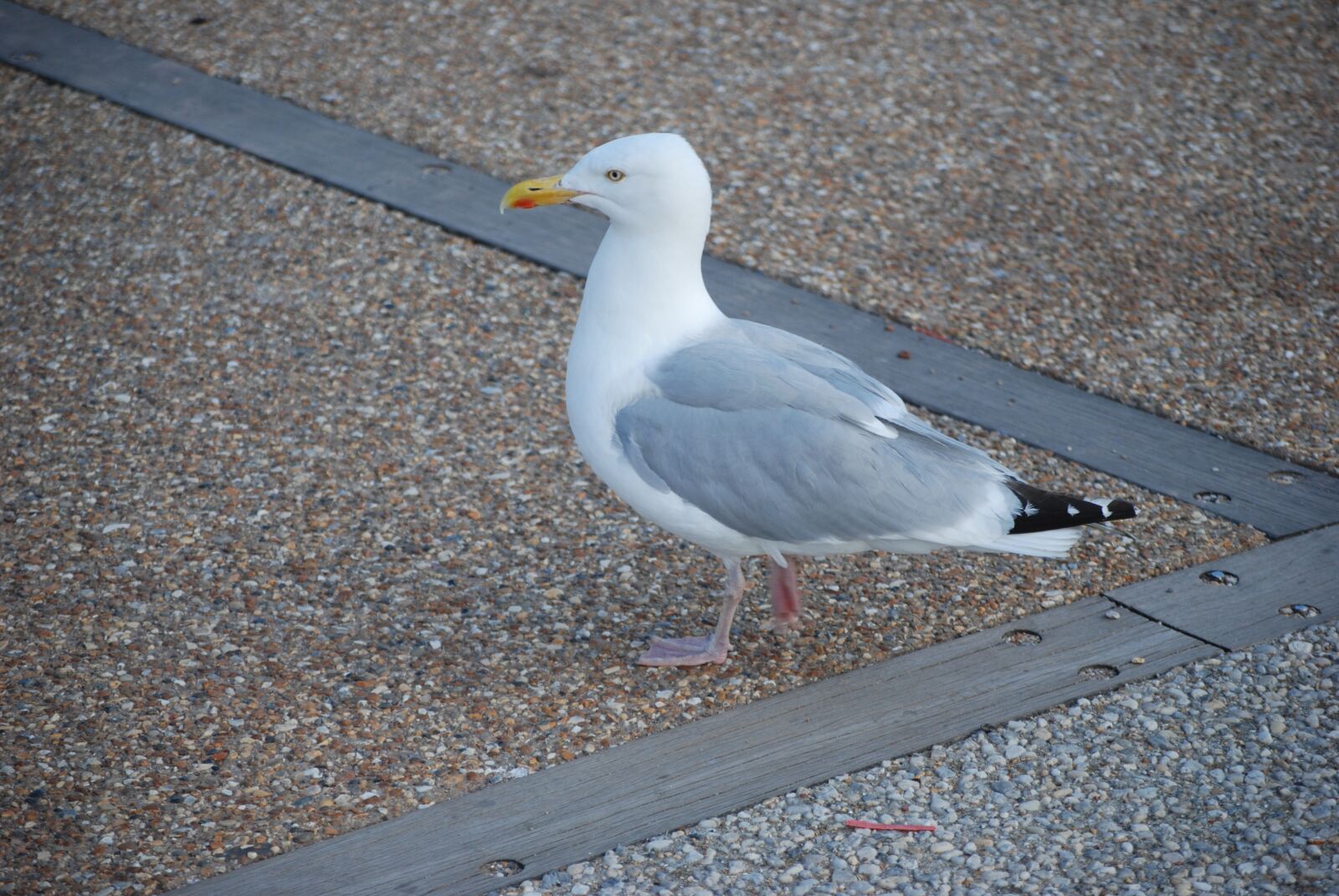 Nikon D60 sample photo. Seagull, sea, bird photography