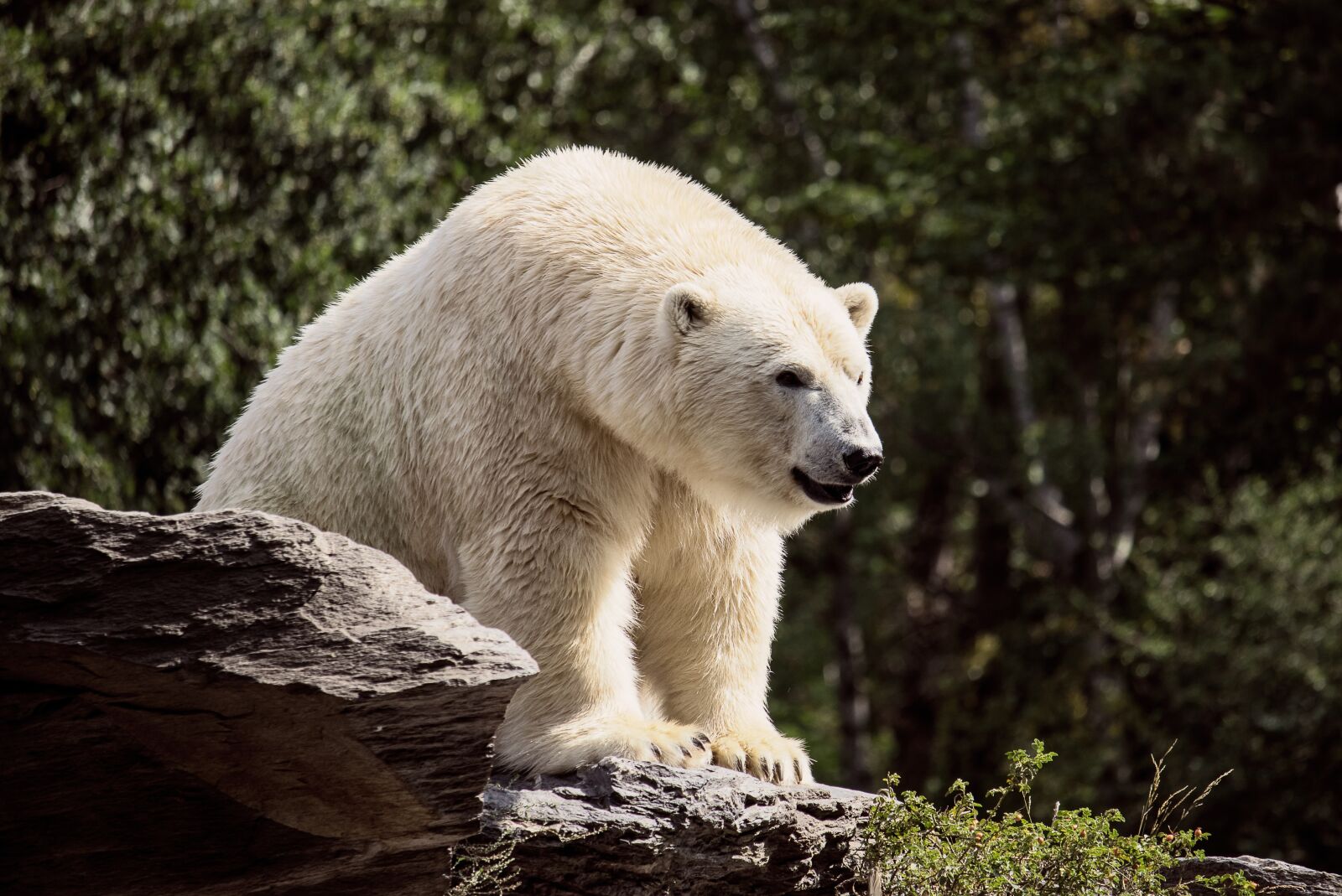 Canon EF-S 55-250mm F4-5.6 IS STM sample photo. Polar bear, predator, mammal photography