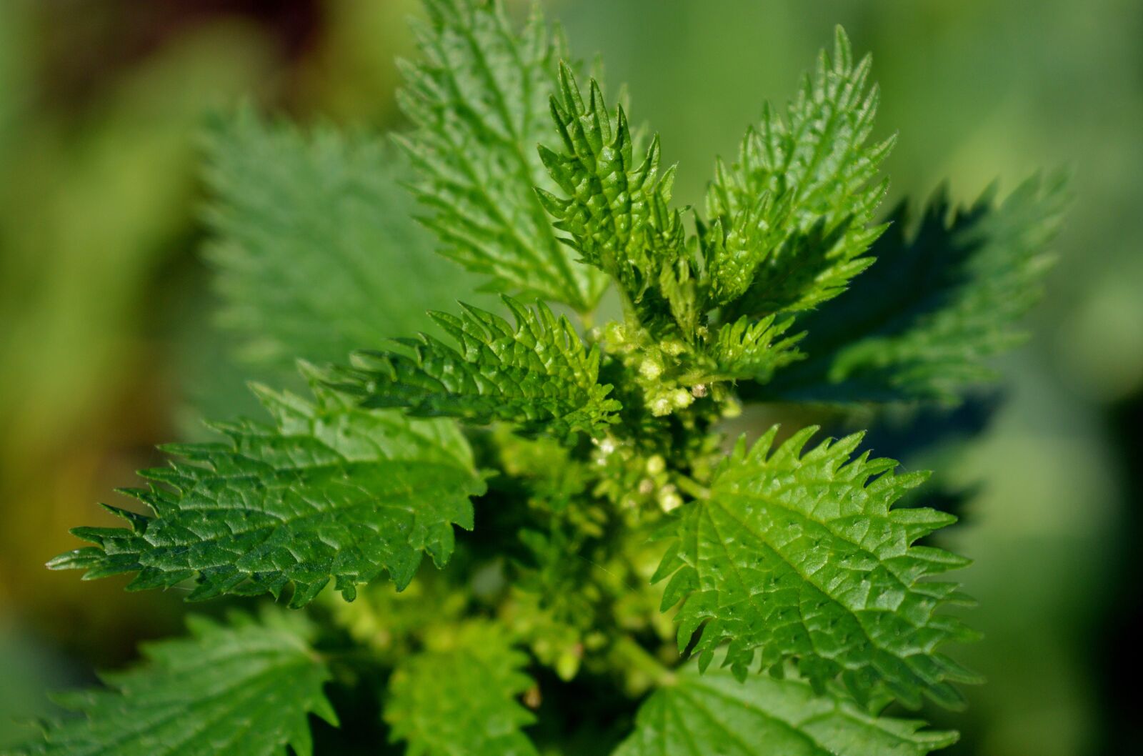 Nikon D3200 sample photo. Stinging nettle, stinging nettle photography
