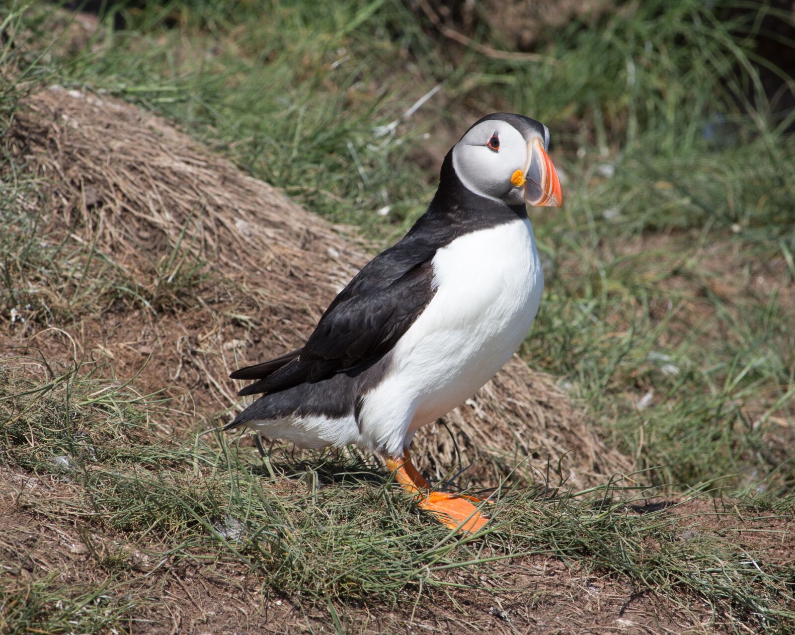Canon EOS 700D (EOS Rebel T5i / EOS Kiss X7i) sample photo. Puffin, nest hole, nesting photography