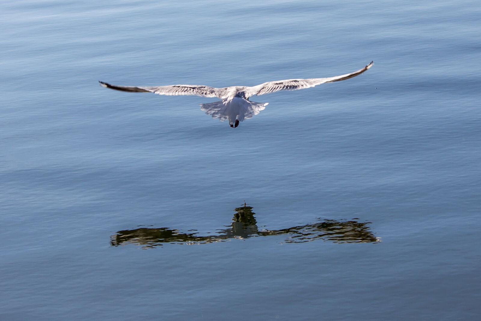 Canon EOS 600D (Rebel EOS T3i / EOS Kiss X5) sample photo. Seagull photography