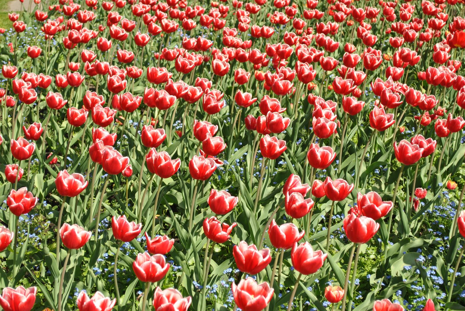 Nikon D3000 sample photo. Tulips, red flowers, tulip photography