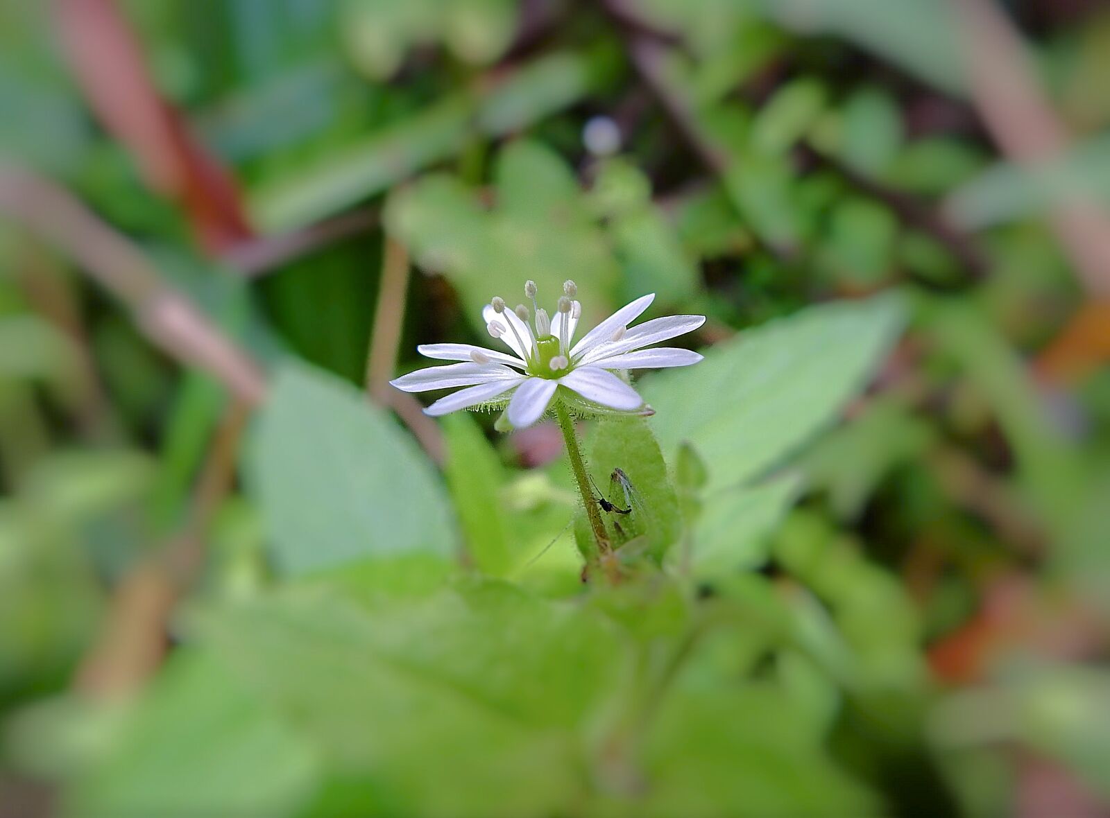 Nikon Coolpix P900 sample photo. Flower, nature, meadow photography