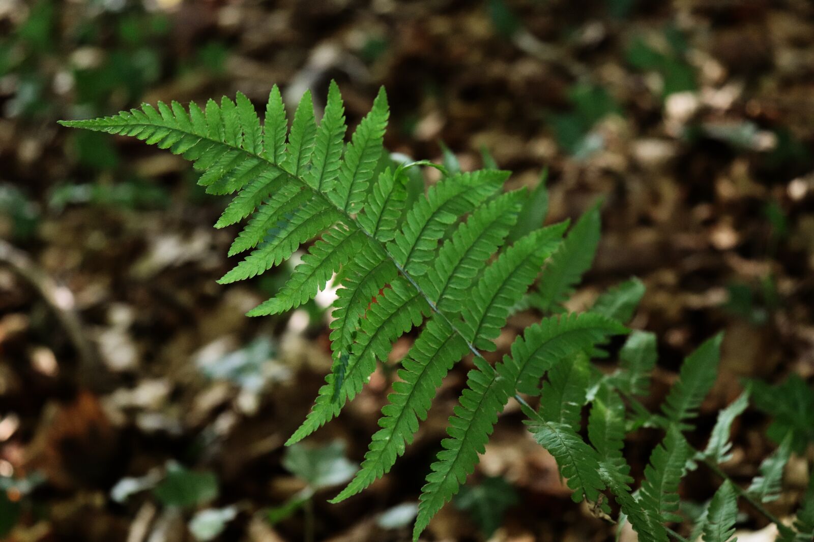 Canon EOS 800D (EOS Rebel T7i / EOS Kiss X9i) sample photo. Fern, forest, nature photography