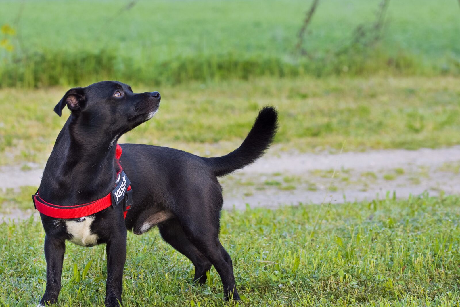 Nikon D7200 sample photo. Dog, friend, friendship photography