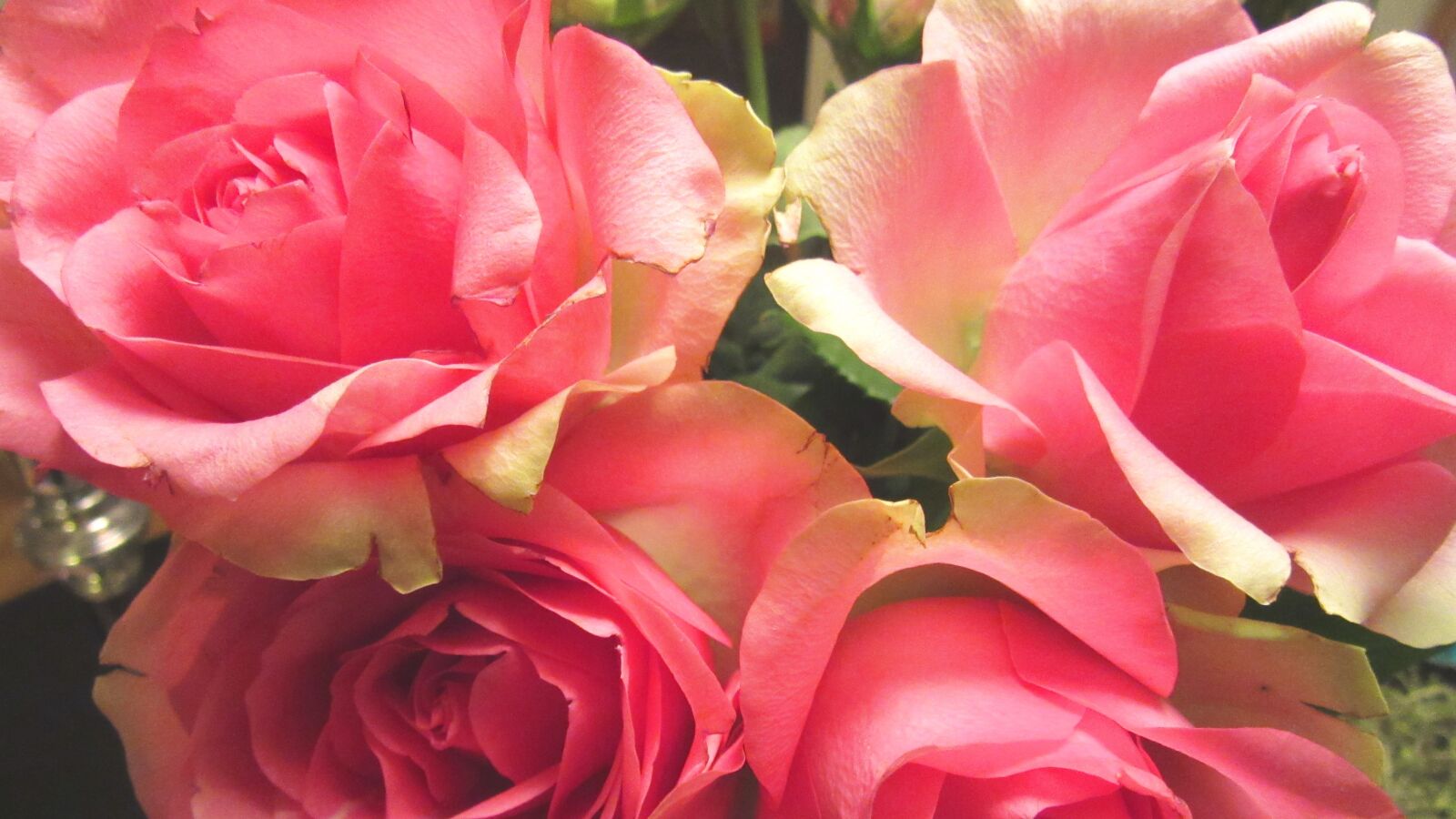 Canon PowerShot SX600 HS sample photo. Rose, roses, anniversary photography