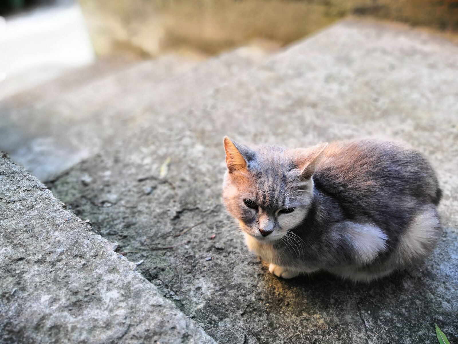 HUAWEI Honor 10 sample photo. Cat, day, kitten photography