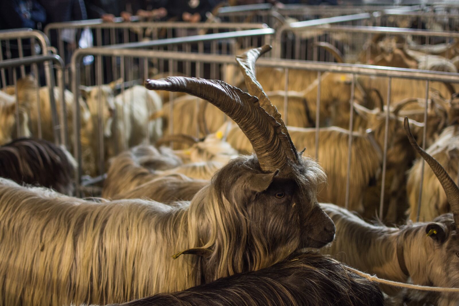 Nikon D7200 sample photo. Mammalia, animalia, livestock photography