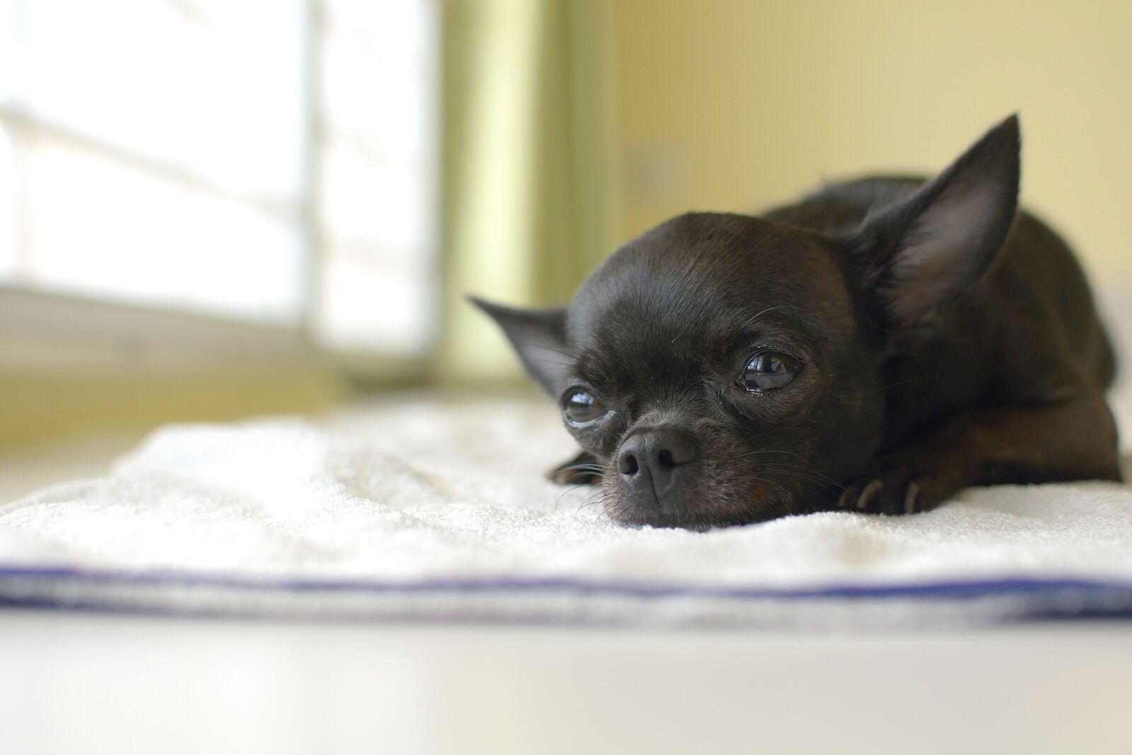 Nikon D5300 sample photo. Dog, dogs, pet photography