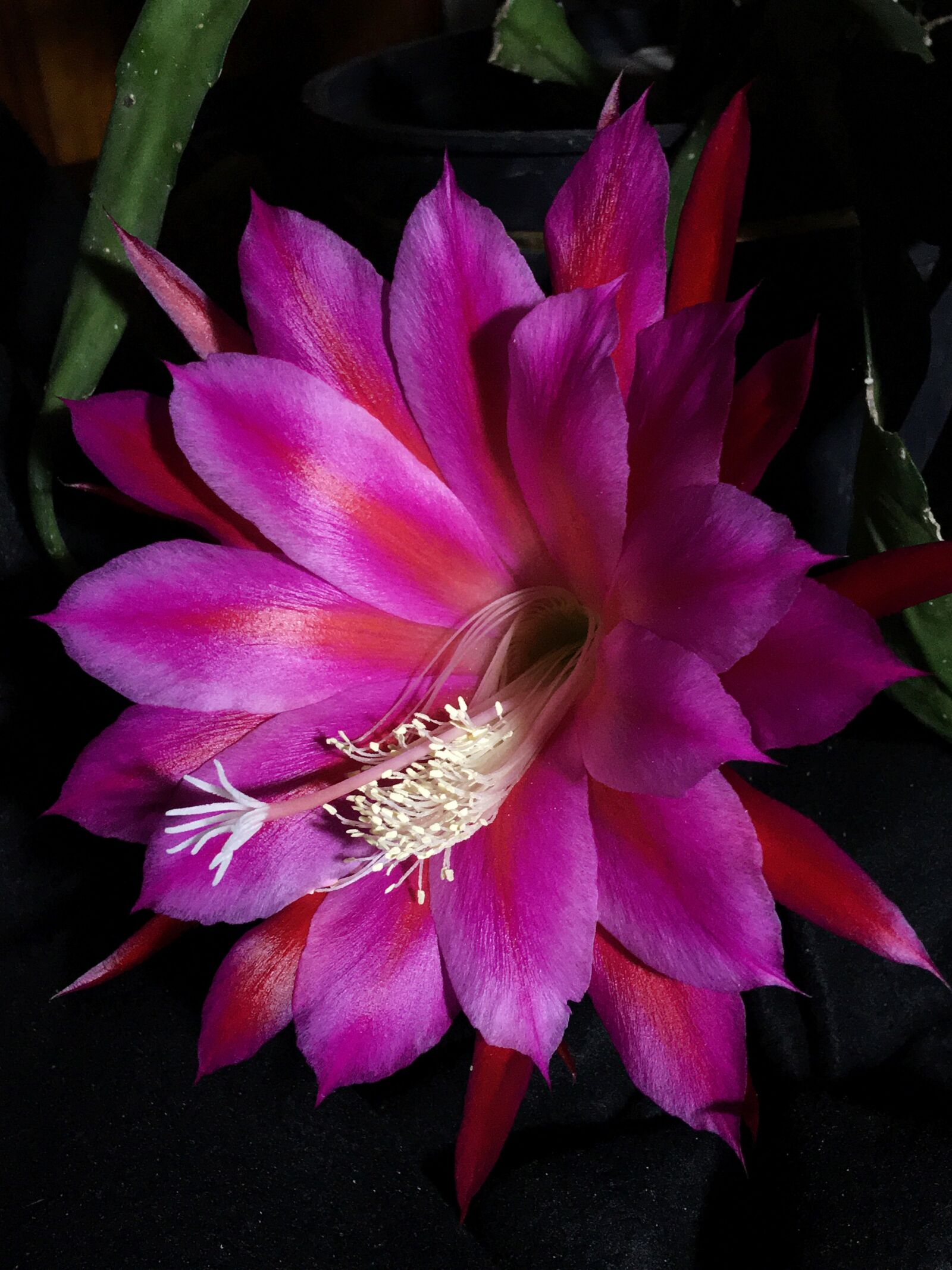 iPhone 6s Plus back camera 4.15mm f/2.2 sample photo. Succulent, flower, plant photography