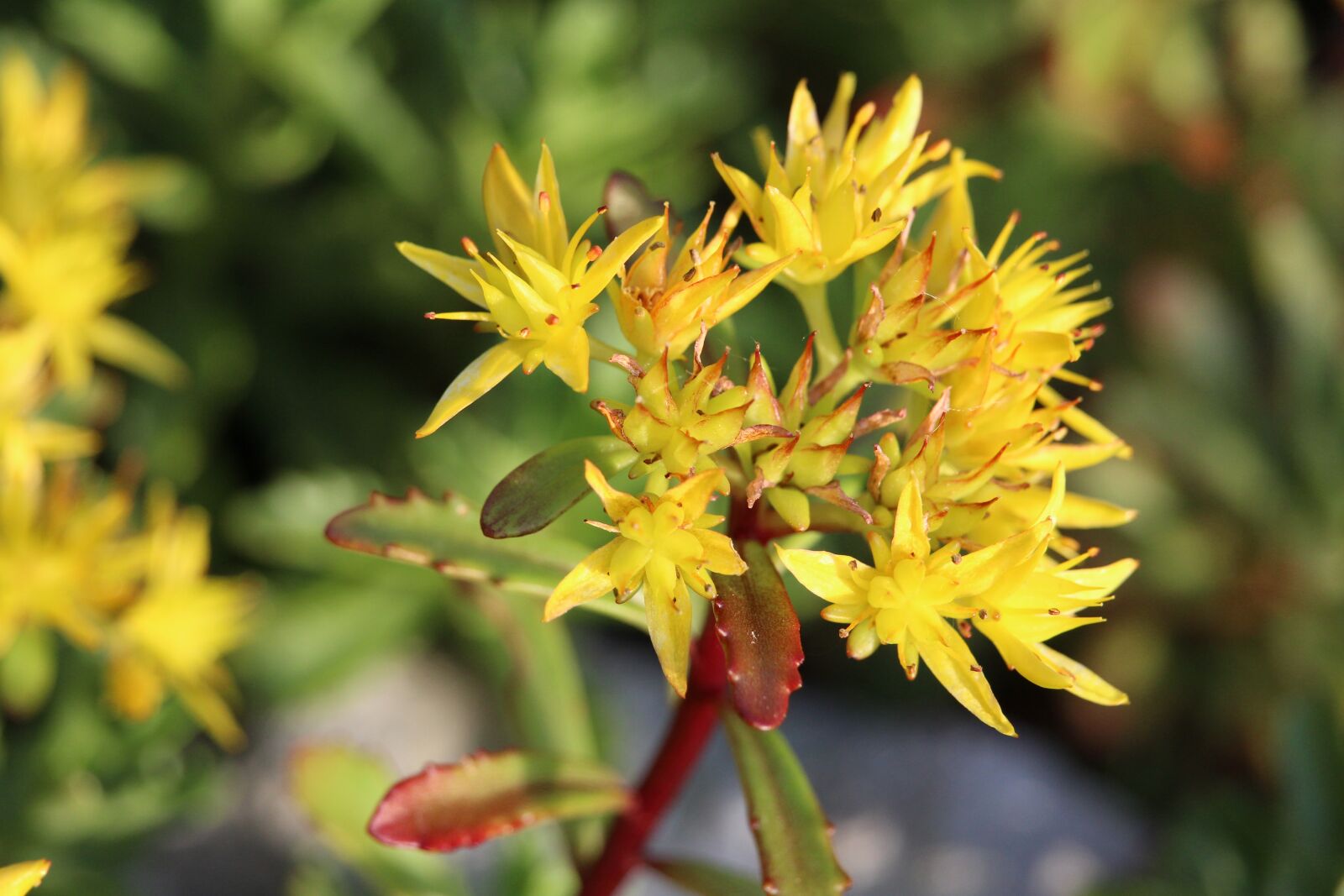 Canon EOS 1200D (EOS Rebel T5 / EOS Kiss X70 / EOS Hi) sample photo. Garden, yellow flowers, yellow photography