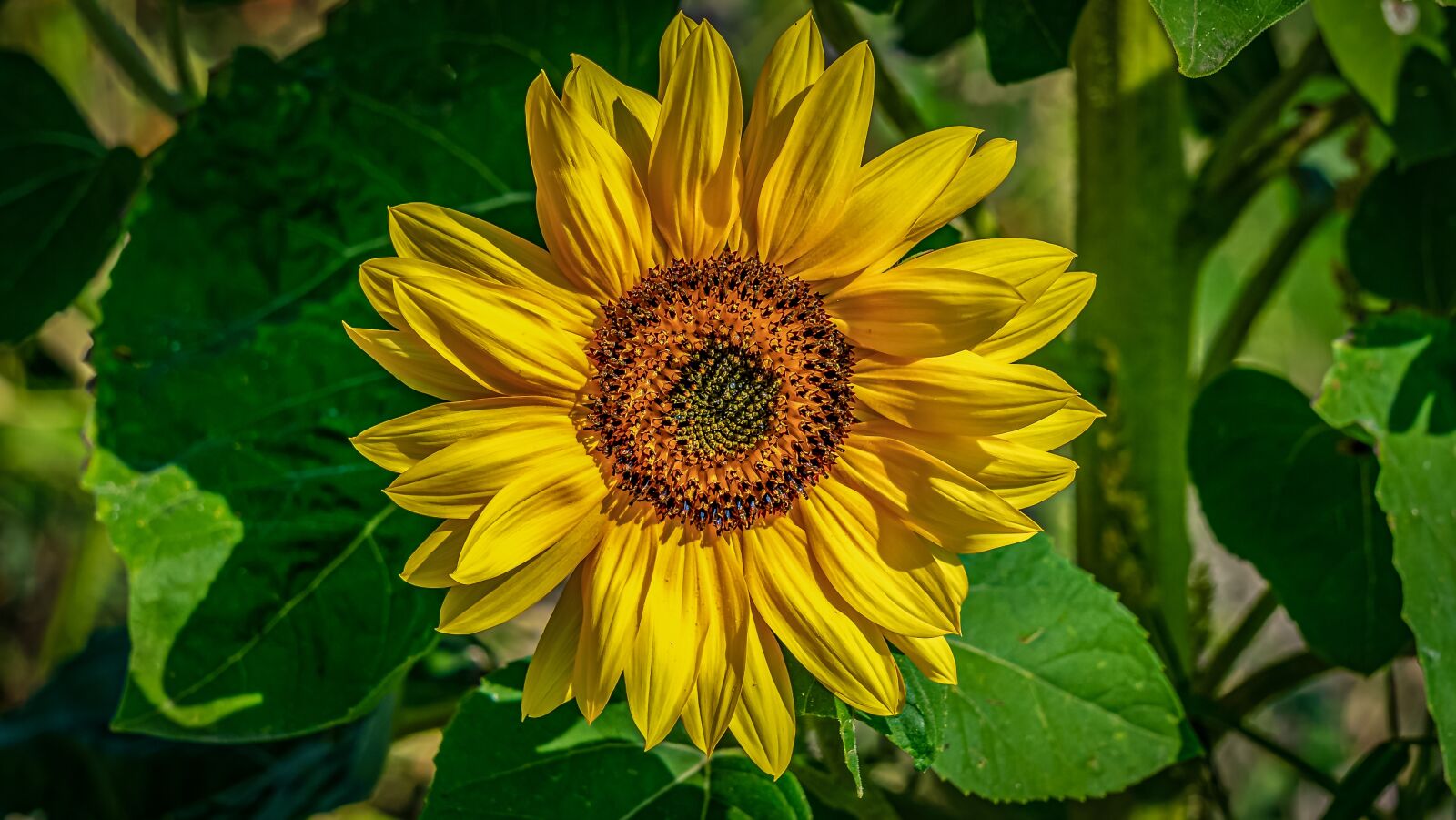 Sony a7 II + Sony E 55-210mm F4.5-6.3 OSS sample photo. Sunflower, flower, summer photography