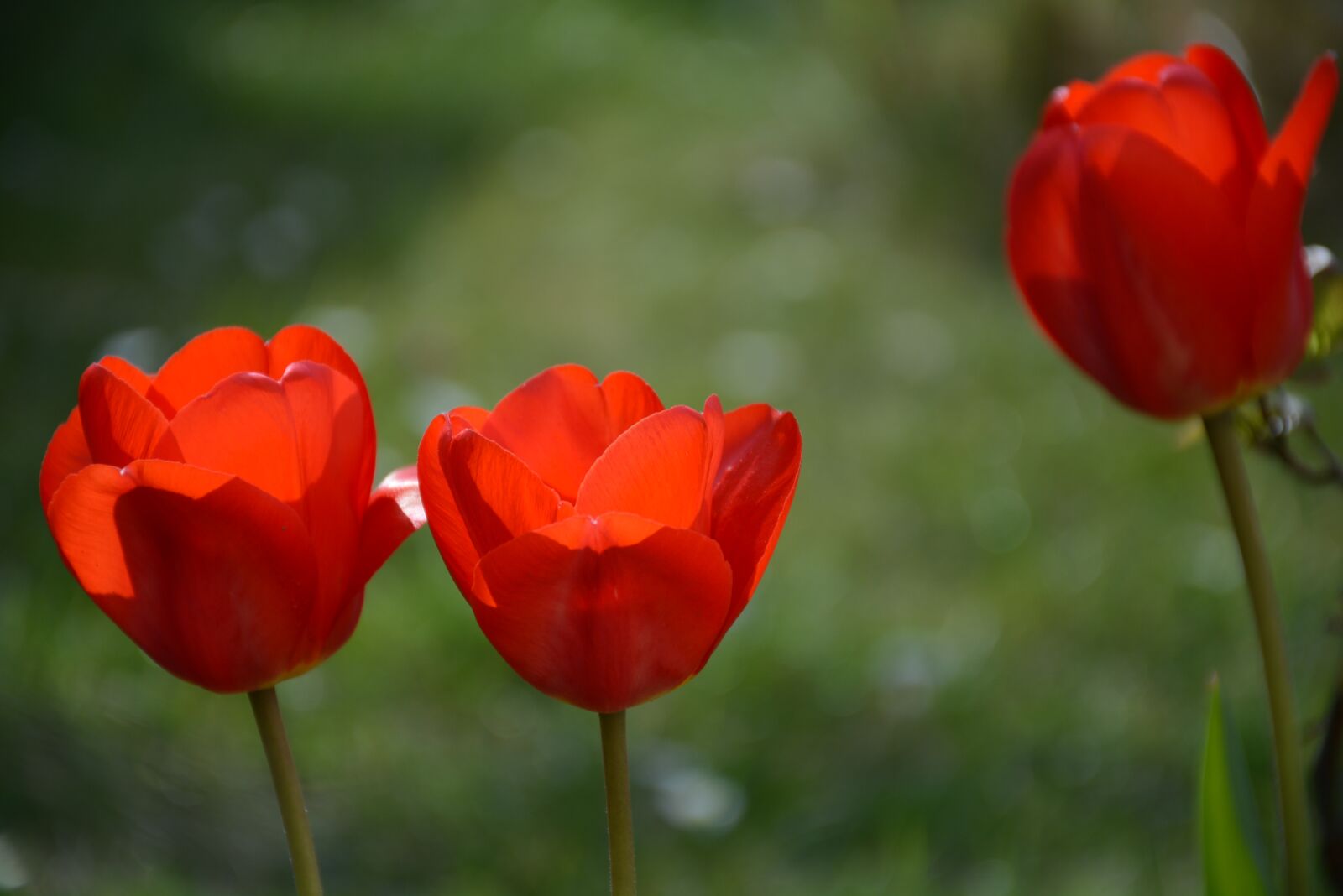 Nikon D7100 sample photo. Tulip, red, tulips photography