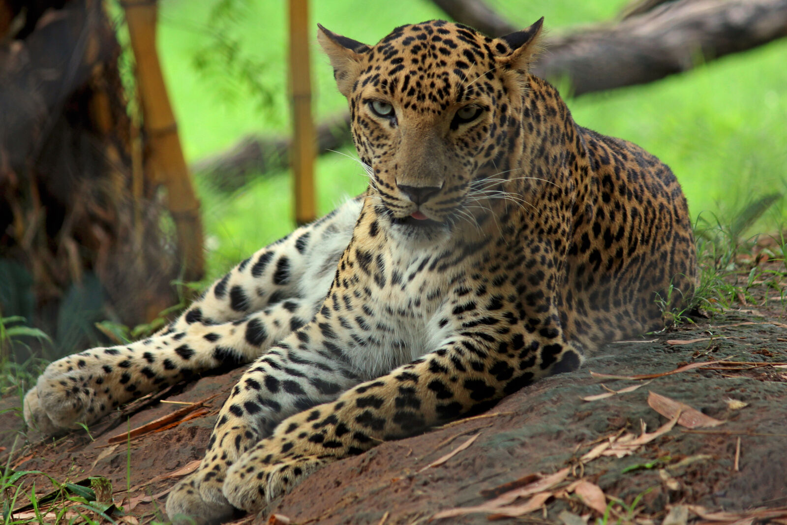 Canon EF-S 55-250mm F4-5.6 IS II sample photo. Leopard, nature, photography photography