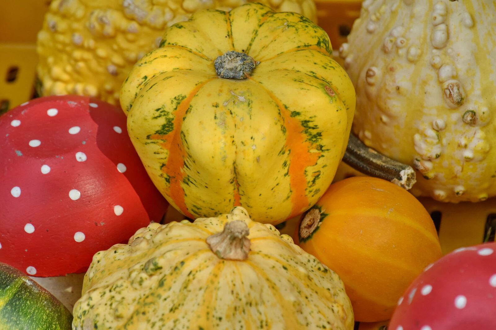 Nikon D5500 sample photo. Market, merchandise, pumpkin, harvest photography