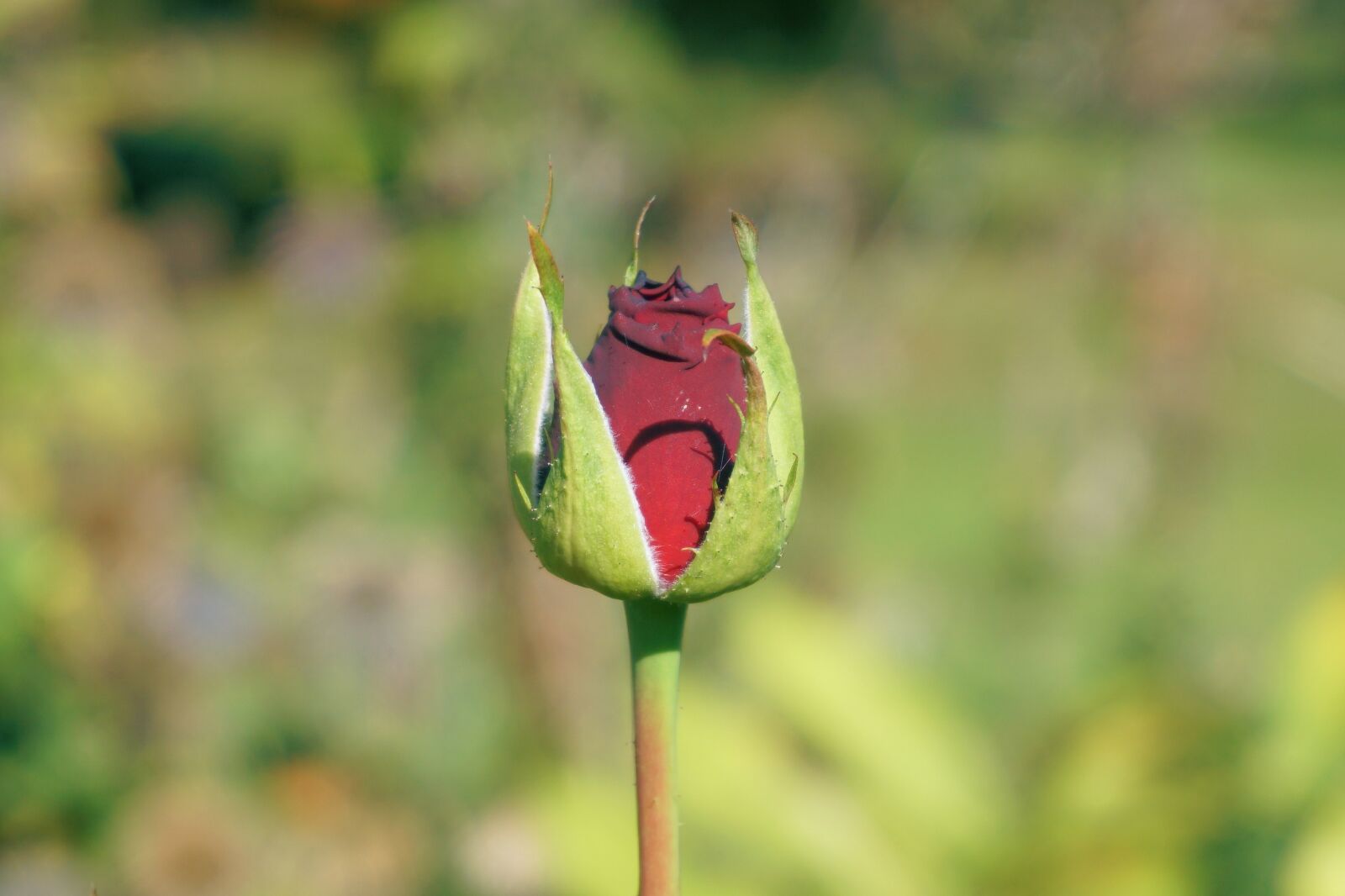 Sony a6000 sample photo. Rose, flower, blossom photography