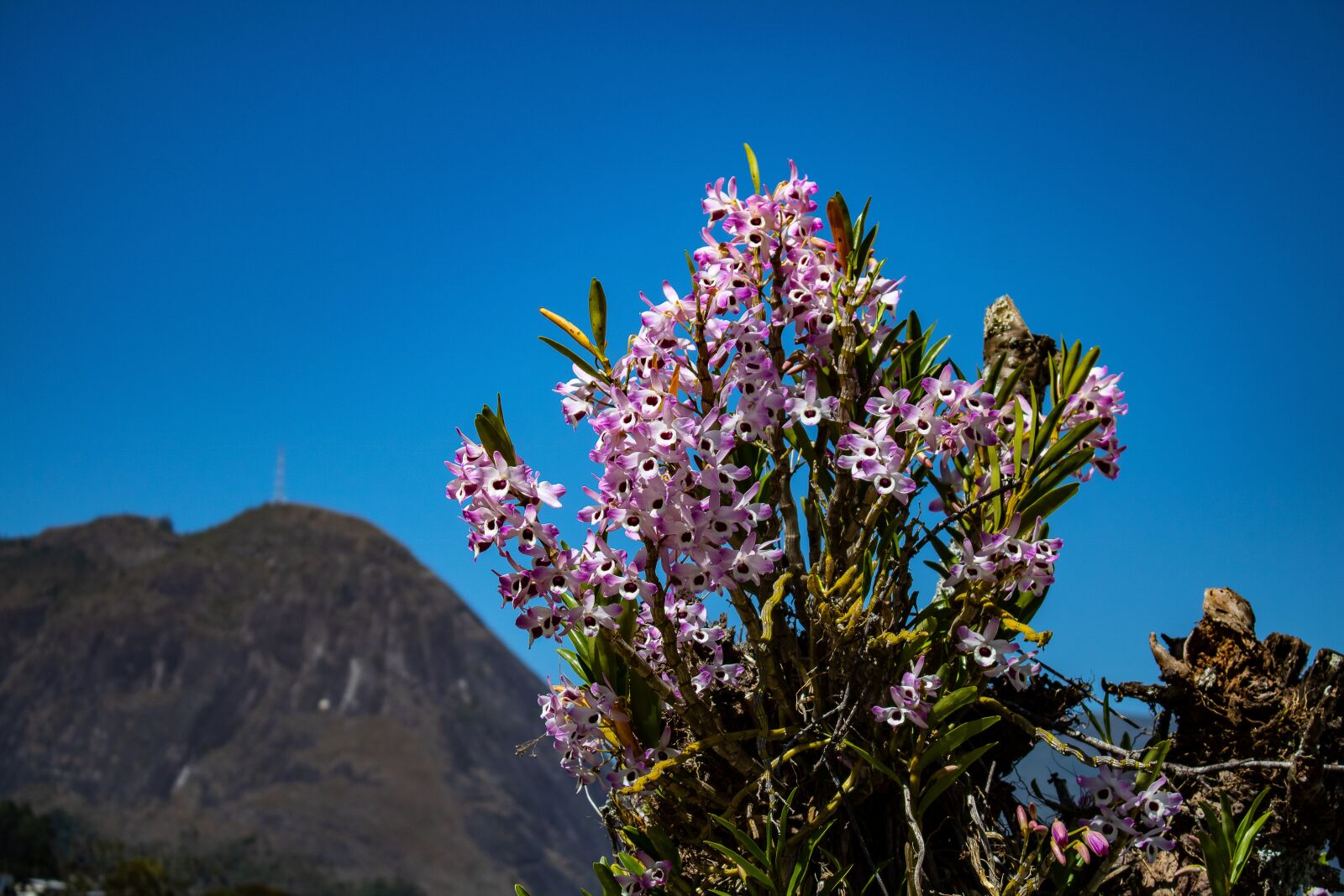 Canon EOS 750D (EOS Rebel T6i / EOS Kiss X8i) sample photo. Mountain, flower, nova friburgo photography