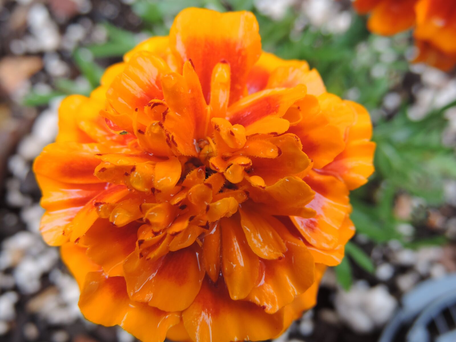 Nikon Coolpix P520 sample photo. Orange, marigold, flowers photography
