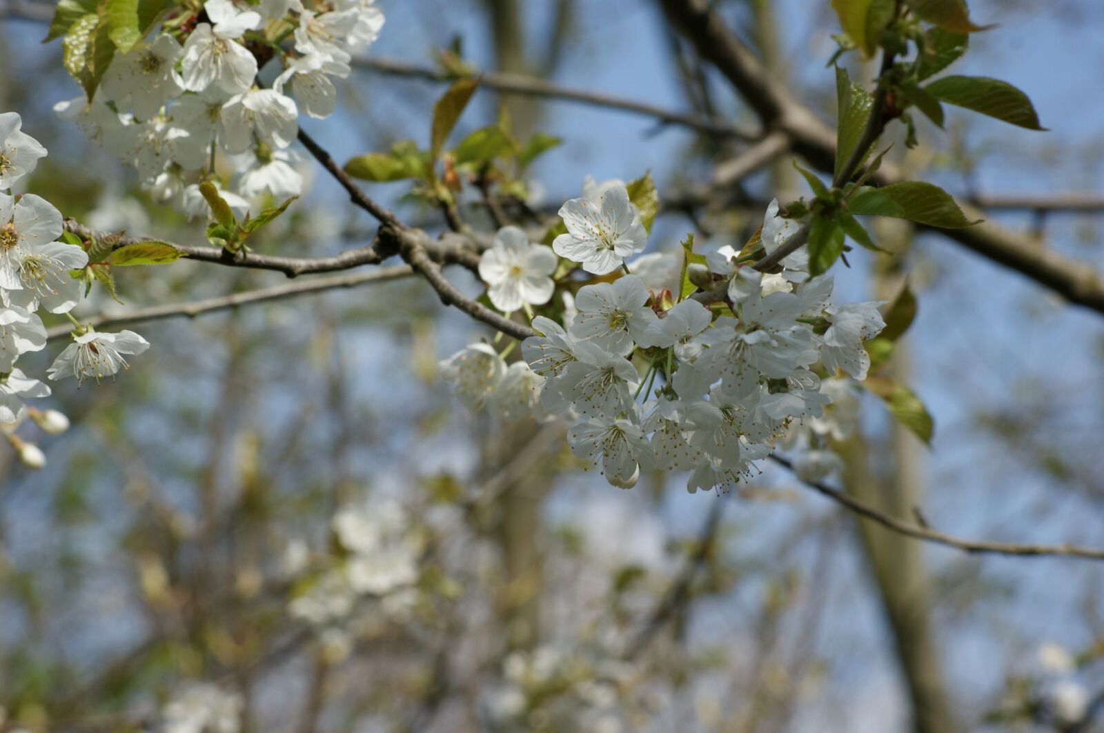 Sony Alpha DSLR-A350 sample photo. Nature, blossom, bloom photography